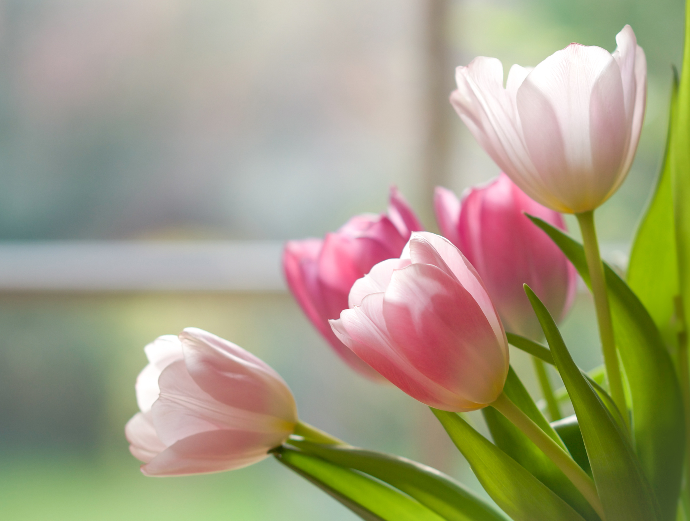 фото нежных тюльпанов