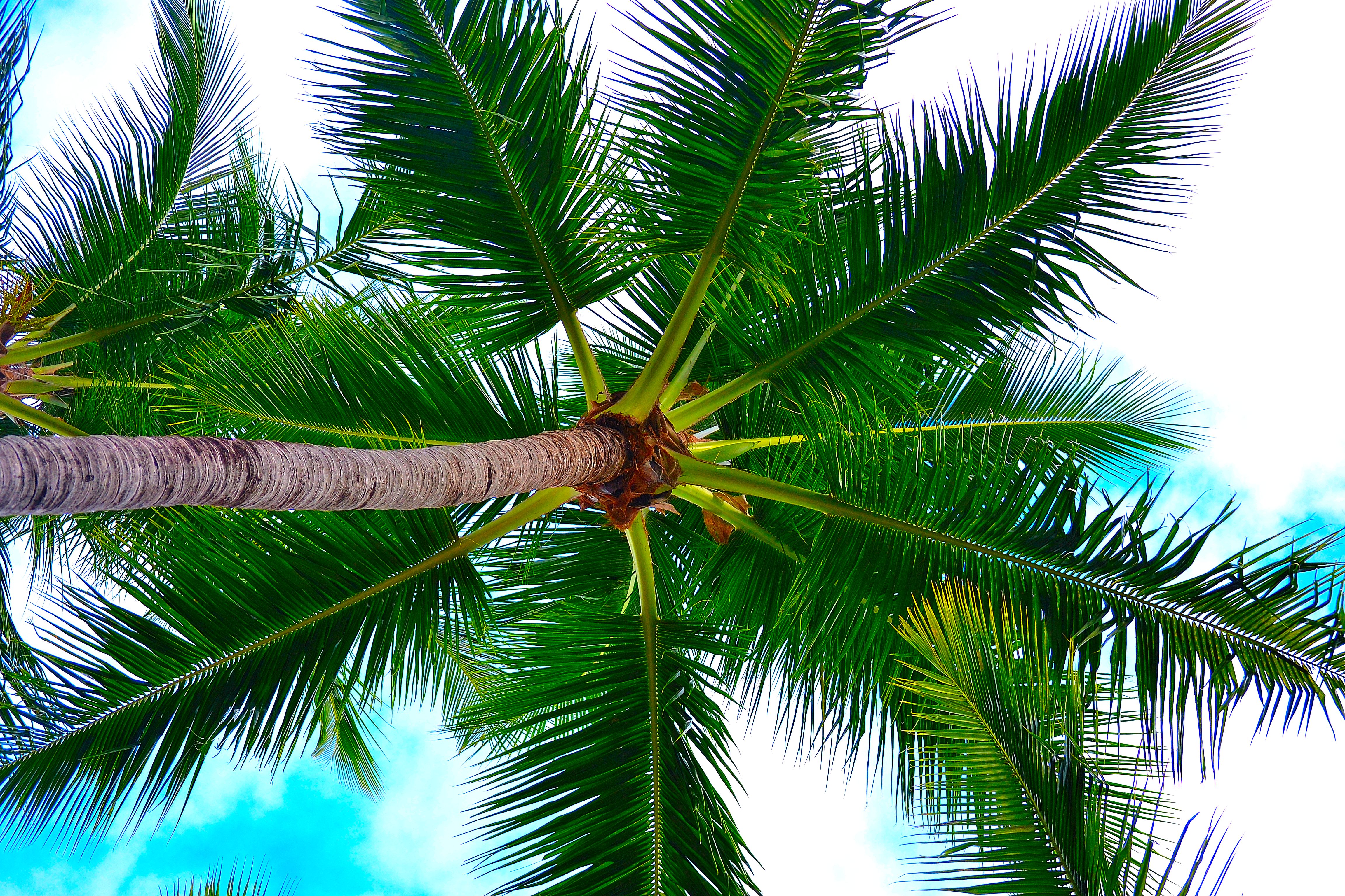 wood, tree, nature, sky, palm, branches UHD