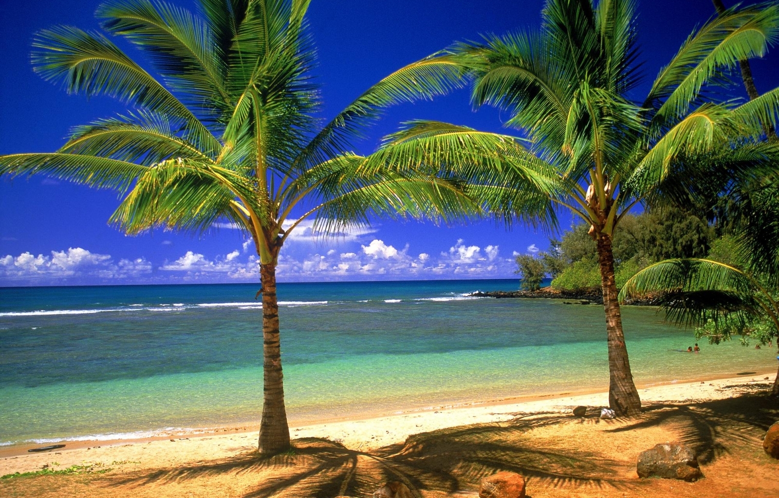 28003 завантажити шпалери пейзаж, пляж, пальми, море - заставки і картинки безкоштовно
