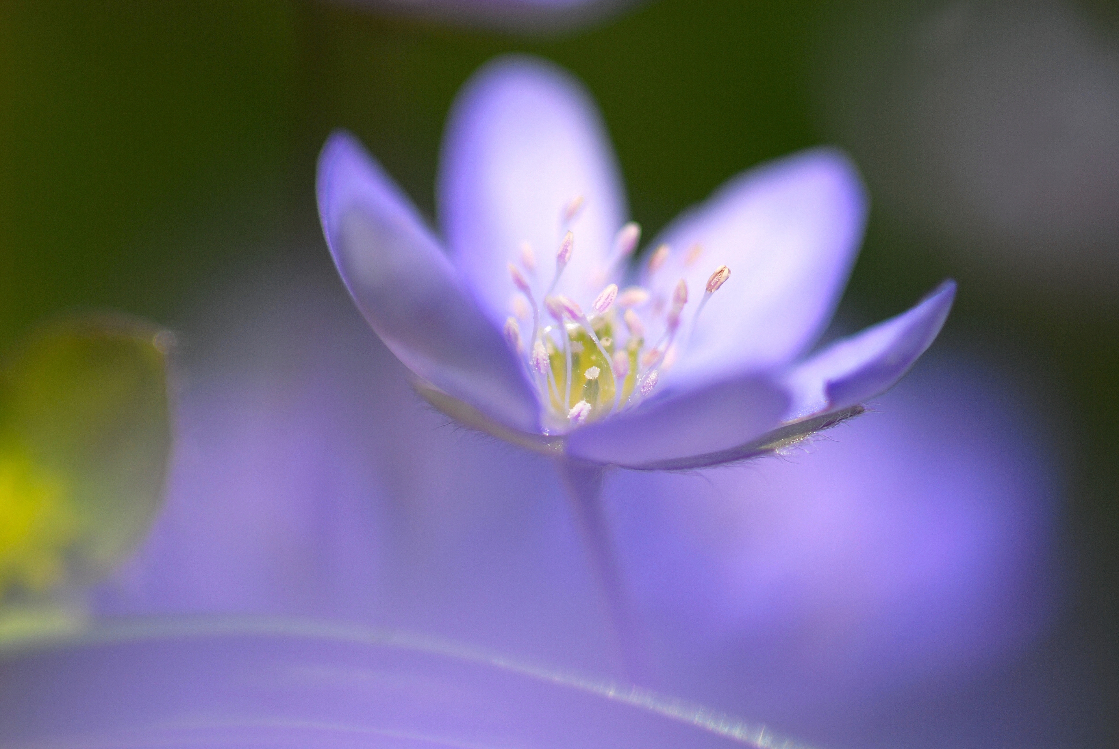 flower, blue, macro Lock Screen Images