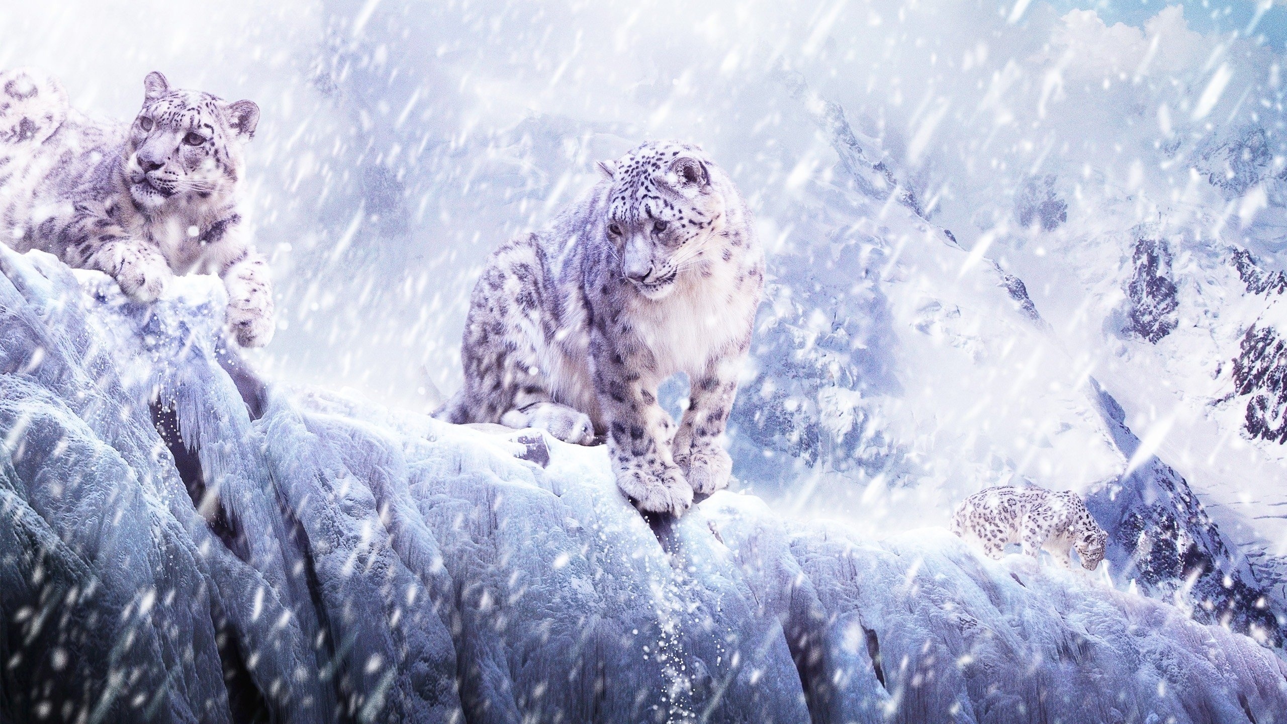 39529 download wallpaper snow leopard, animals, blue screensavers and pictures for free