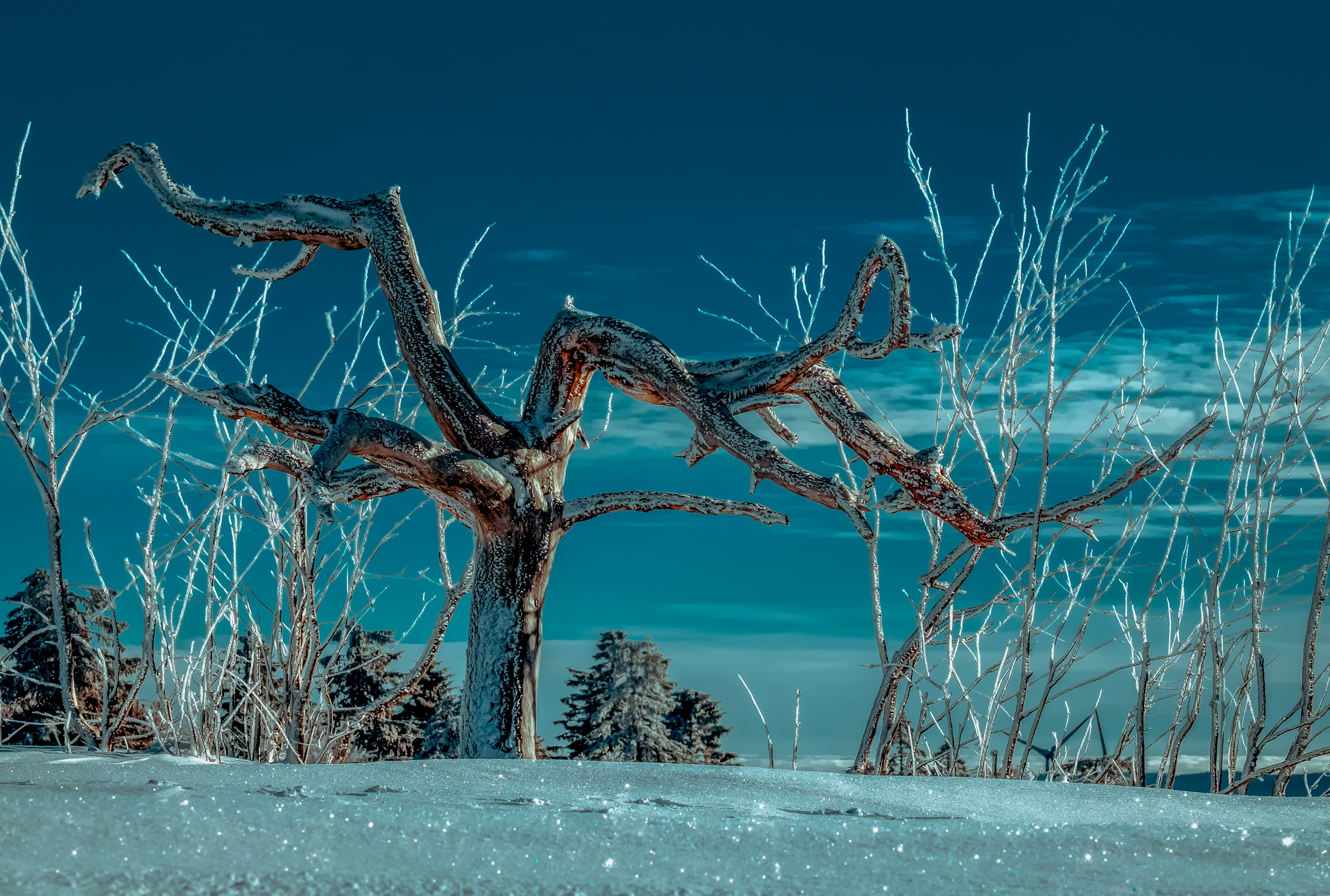 wood, branches, snow, tree 3d Wallpaper