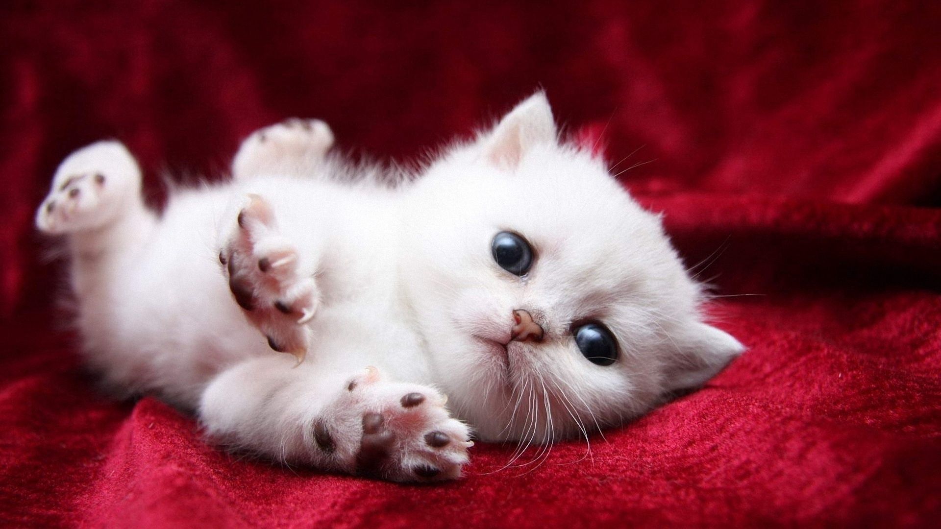 kitty, animals, white, kitten, beautiful mobile wallpaper
