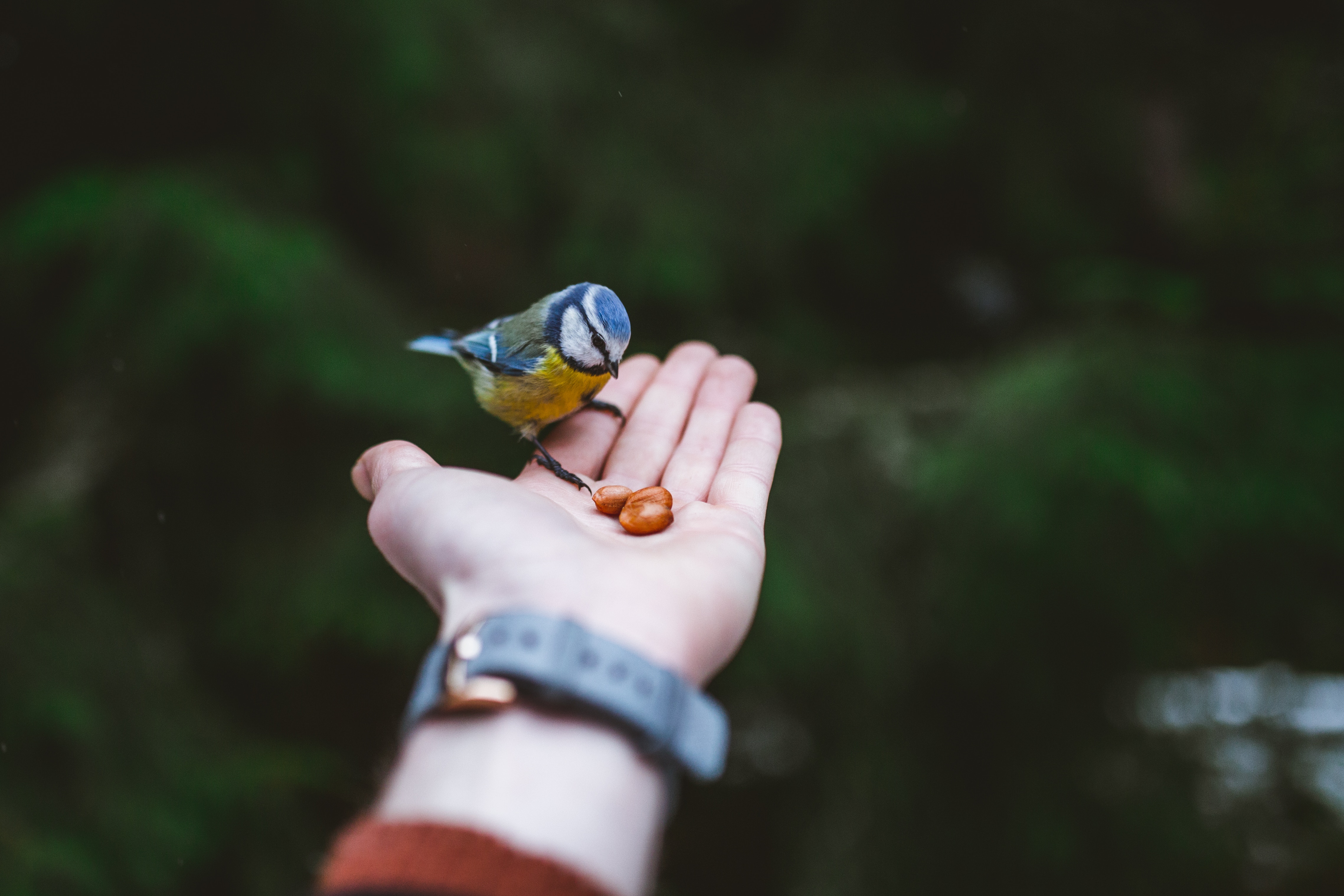 hand, bird, animals, food, tit, titica wallpapers for tablet