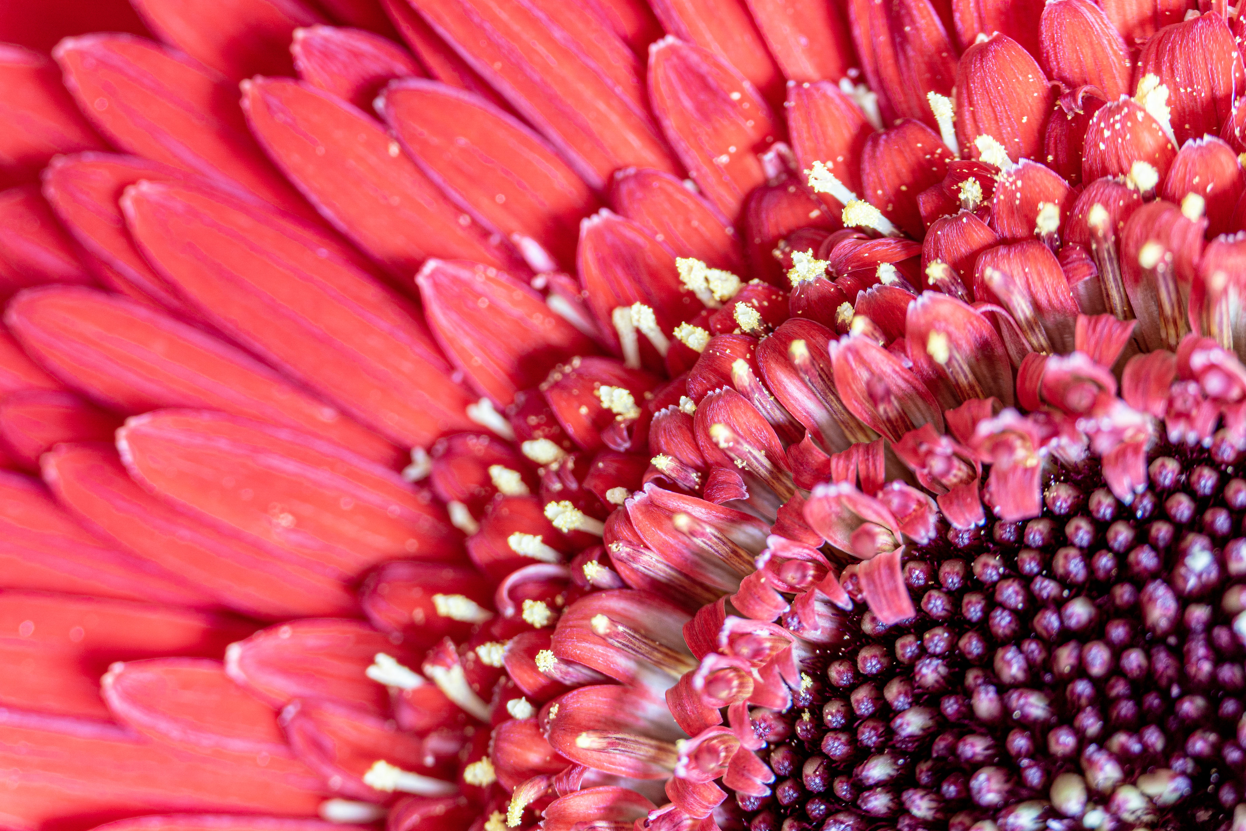 51376 Hintergrundbild herunterladen blumen, rosa, blume, makro, blütenblätter, pollen - Bildschirmschoner und Bilder kostenlos