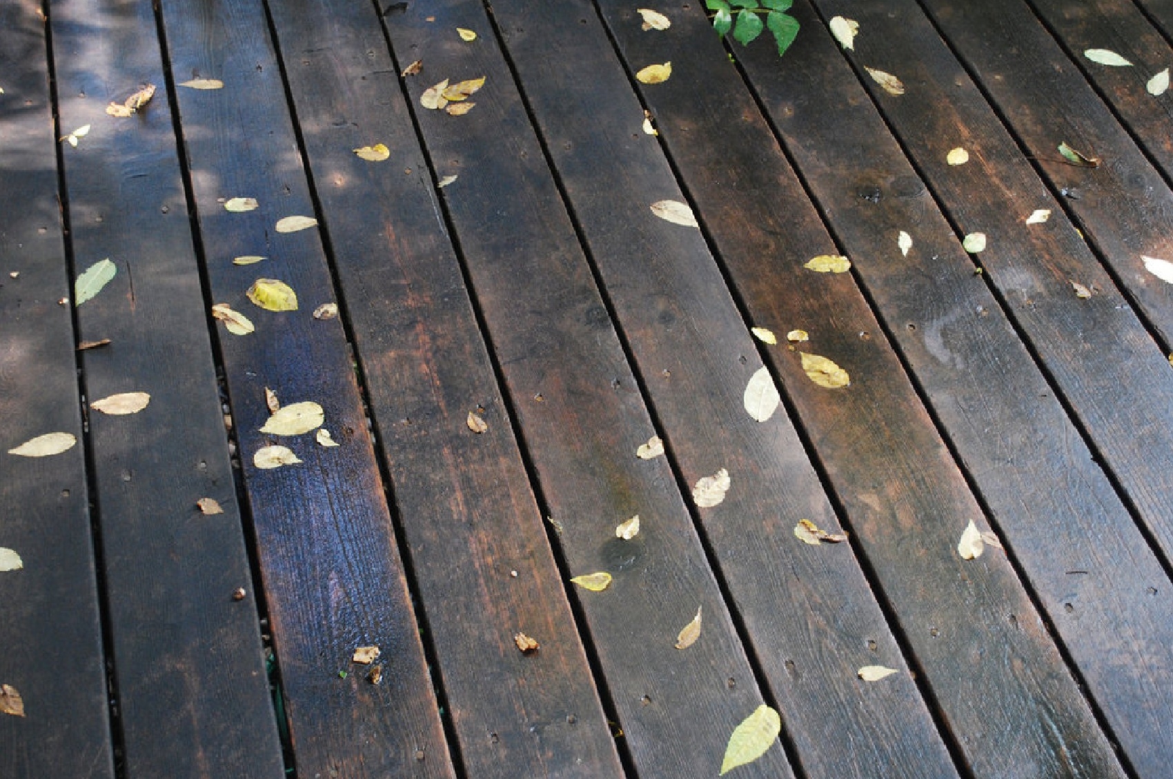 autumn, miscellanea, leaves, rain 4K iPhone