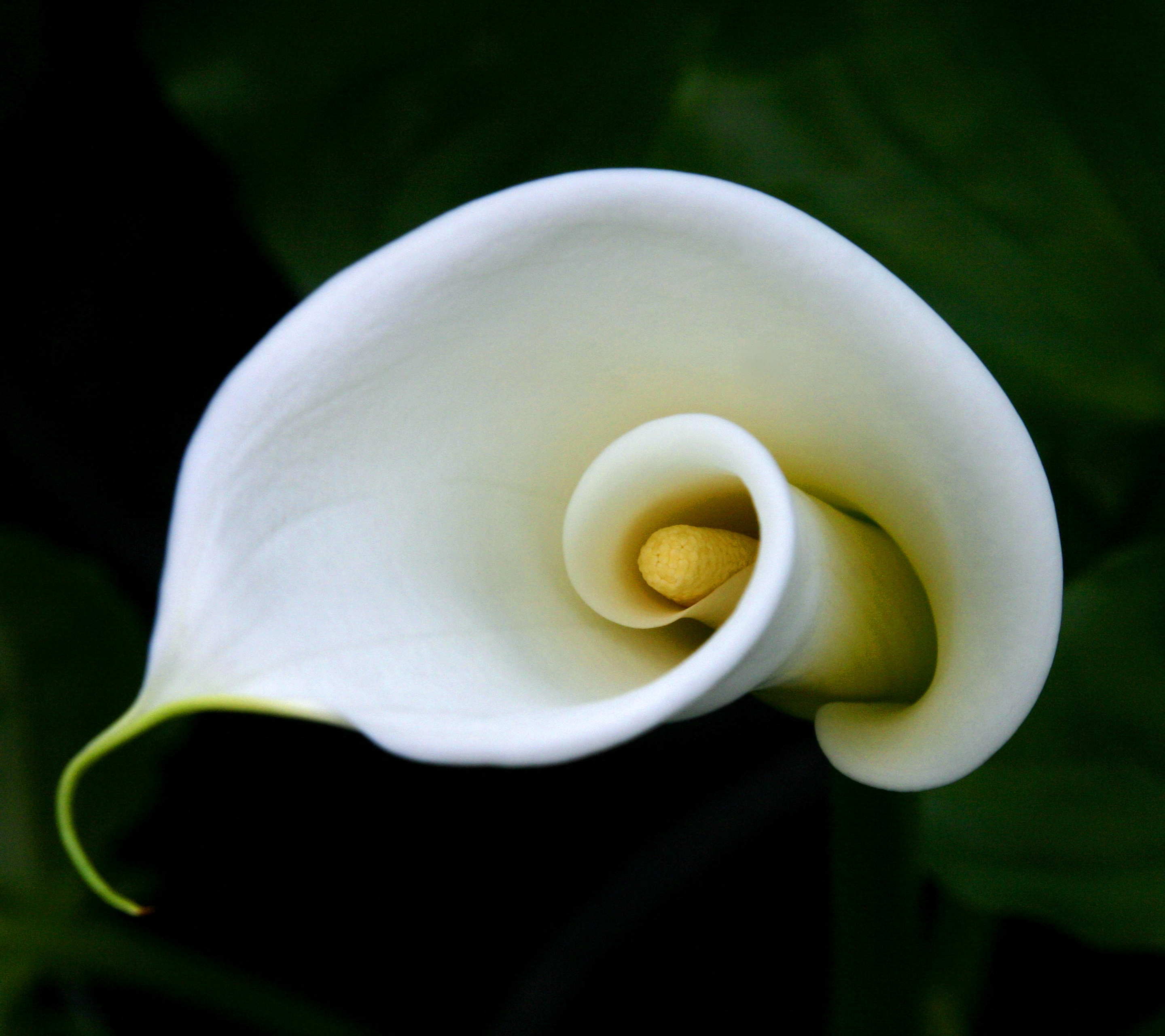 earth, calla lily, calla, macro, flowers for android