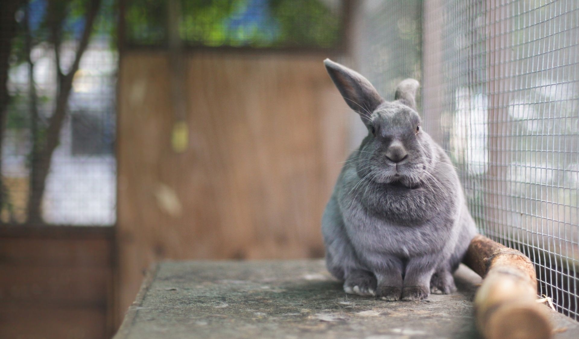 128822 Bildschirmschoner und Hintergrundbilder Kaninchen auf Ihrem Telefon. Laden Sie tiere, sitzen, käfig, schnauze Bilder kostenlos herunter