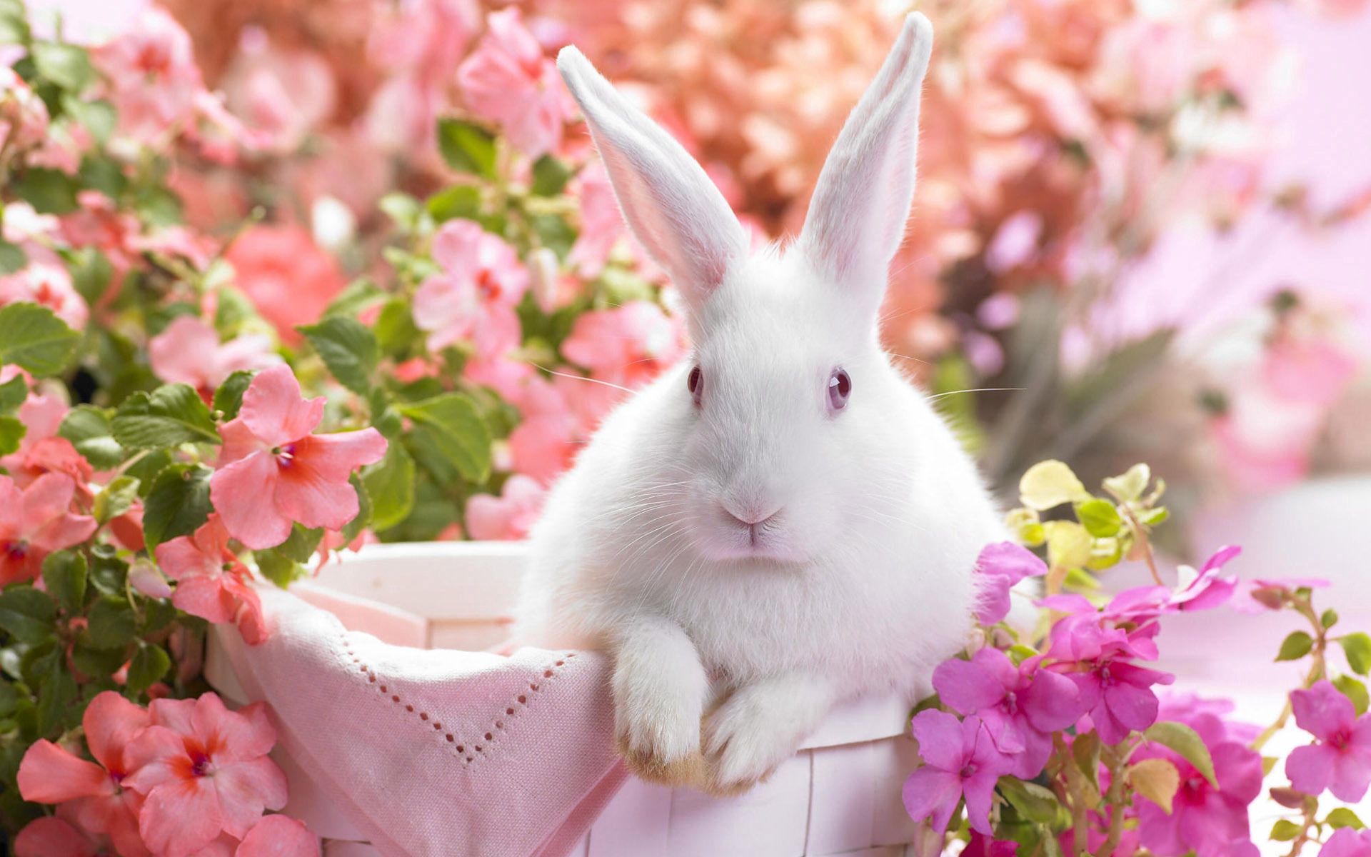 122292 скачать обои кролик, сидеть, яркий, цветы, животные, уши, корзина - заставки и картинки бесплатно