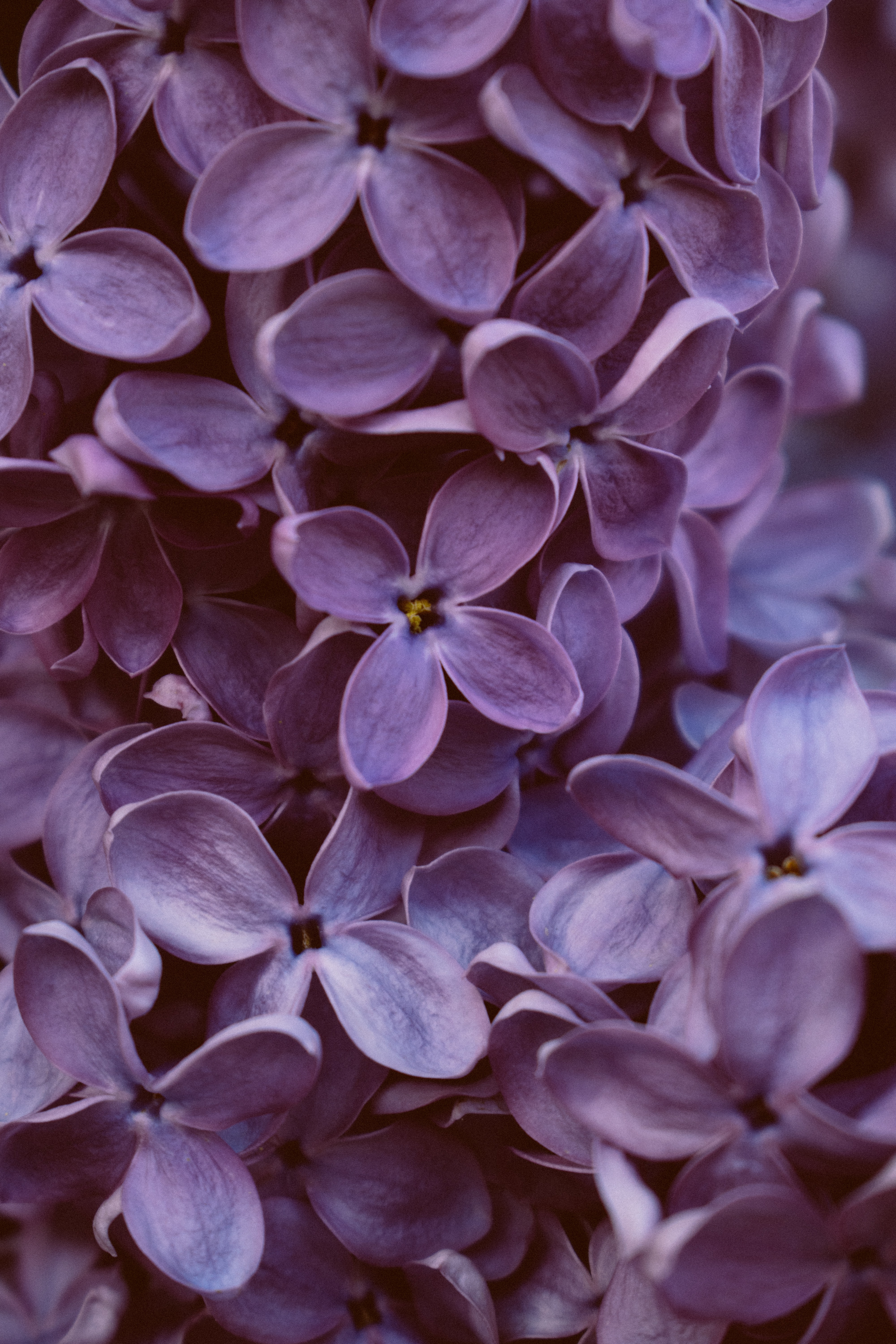 158070 Protetores de tela e papéis de parede Roxo em seu telefone. Baixe violeta, floração, macro, lilás fotos gratuitamente