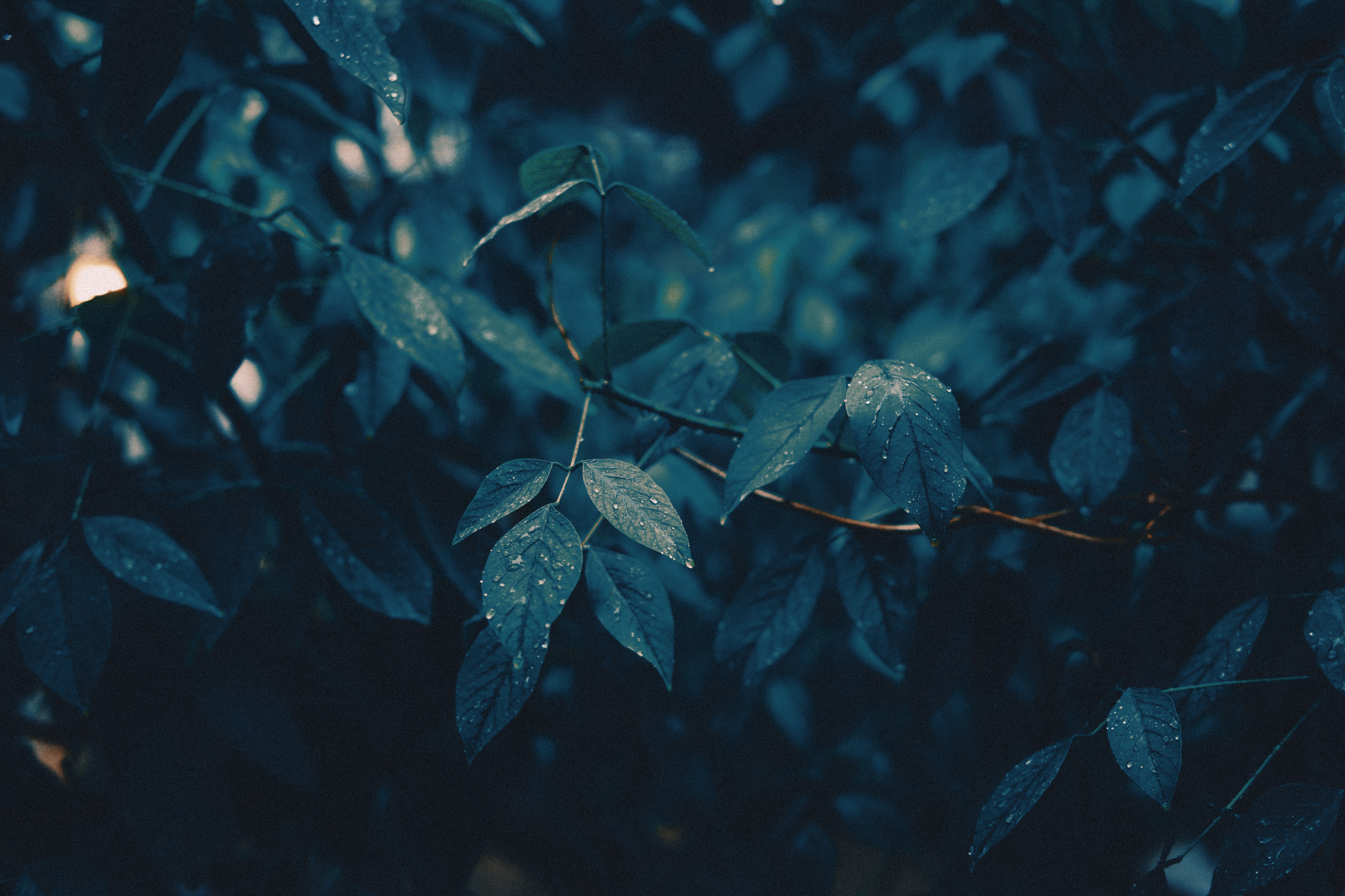 rain, leaves, drops, macro, wet, branches HD wallpaper