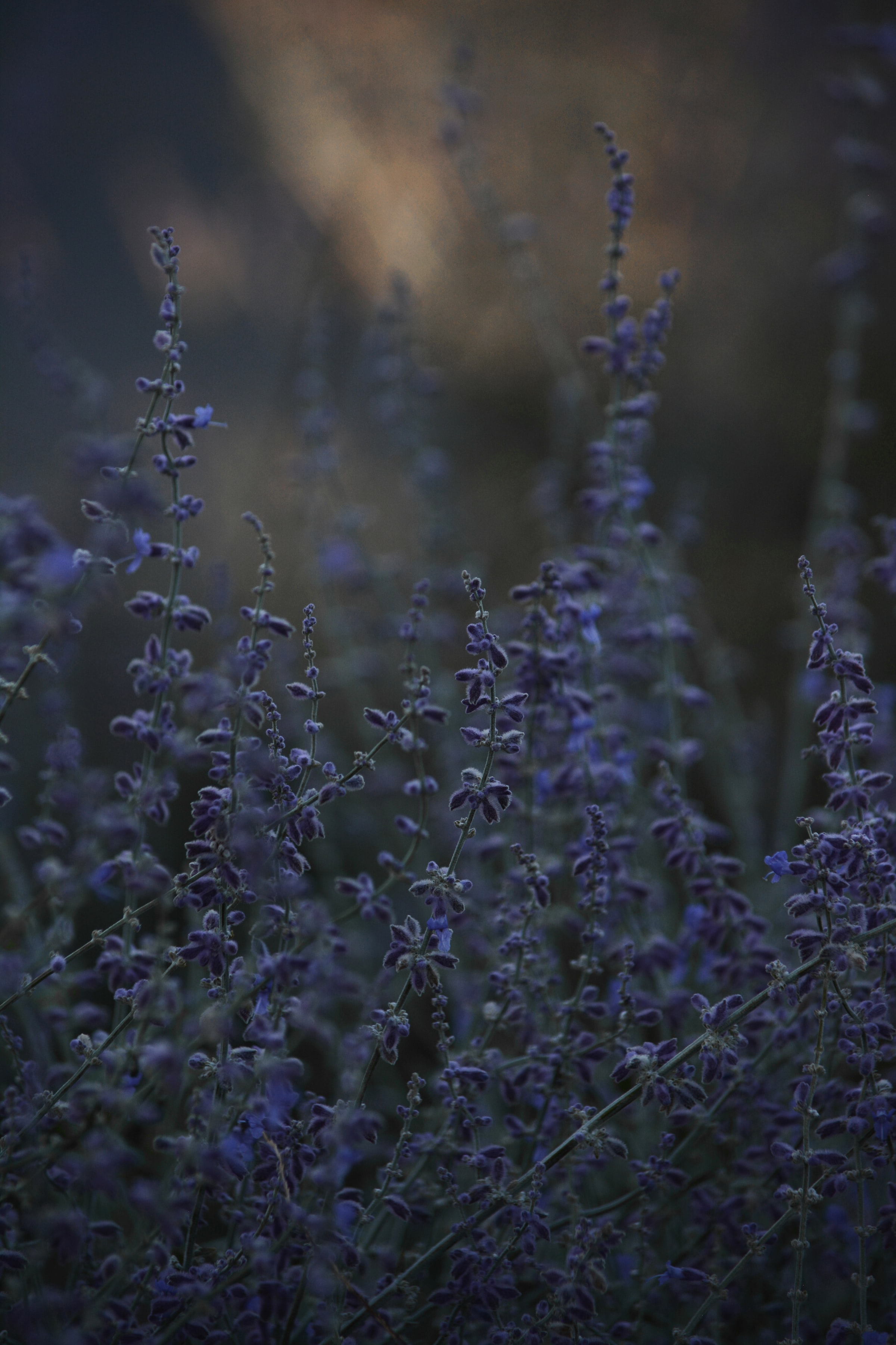 lavender, flowers, grass, twilight, dusk, wildflowers QHD