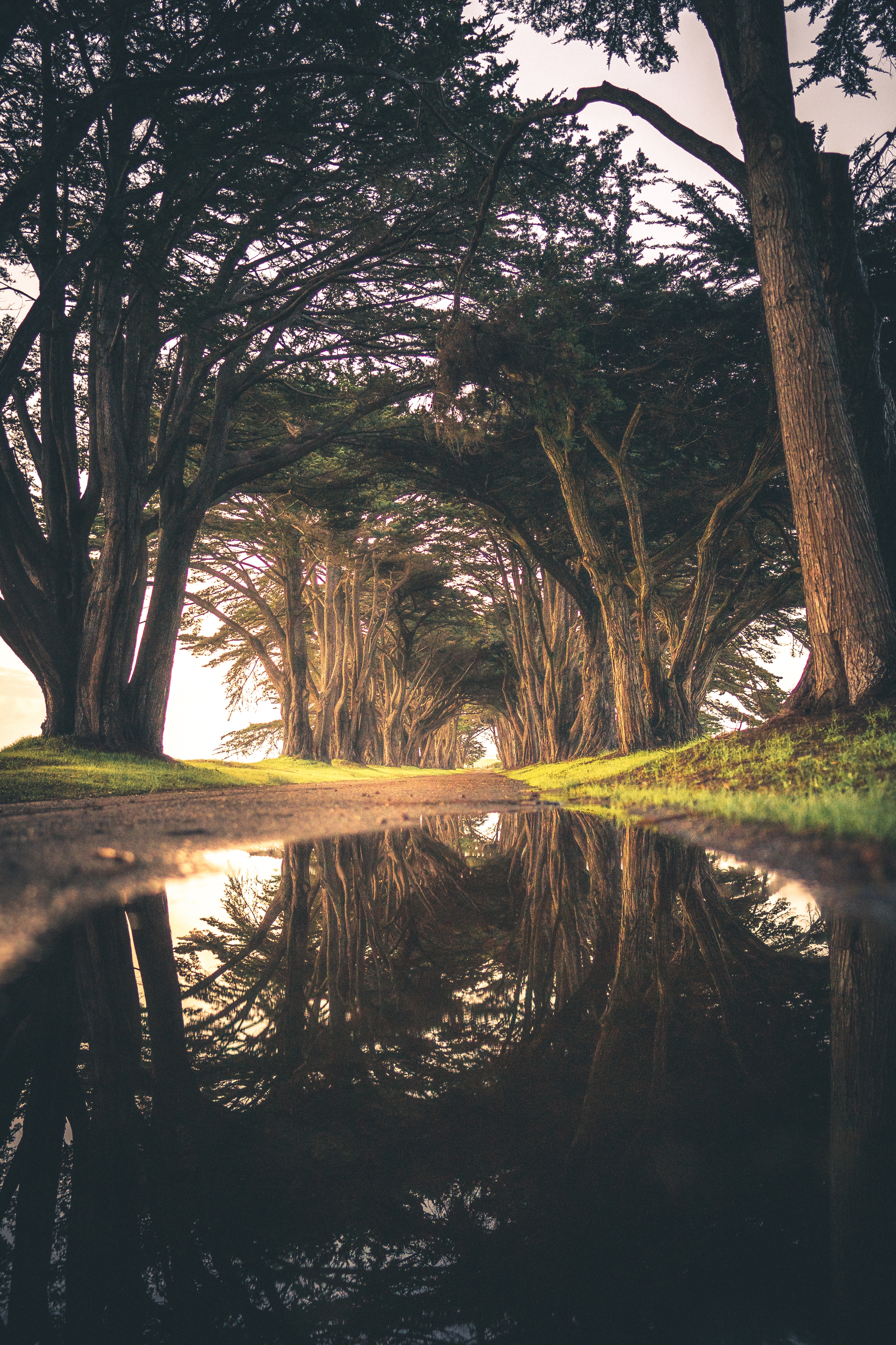 reflection, trees, nature, road, puddle Full HD