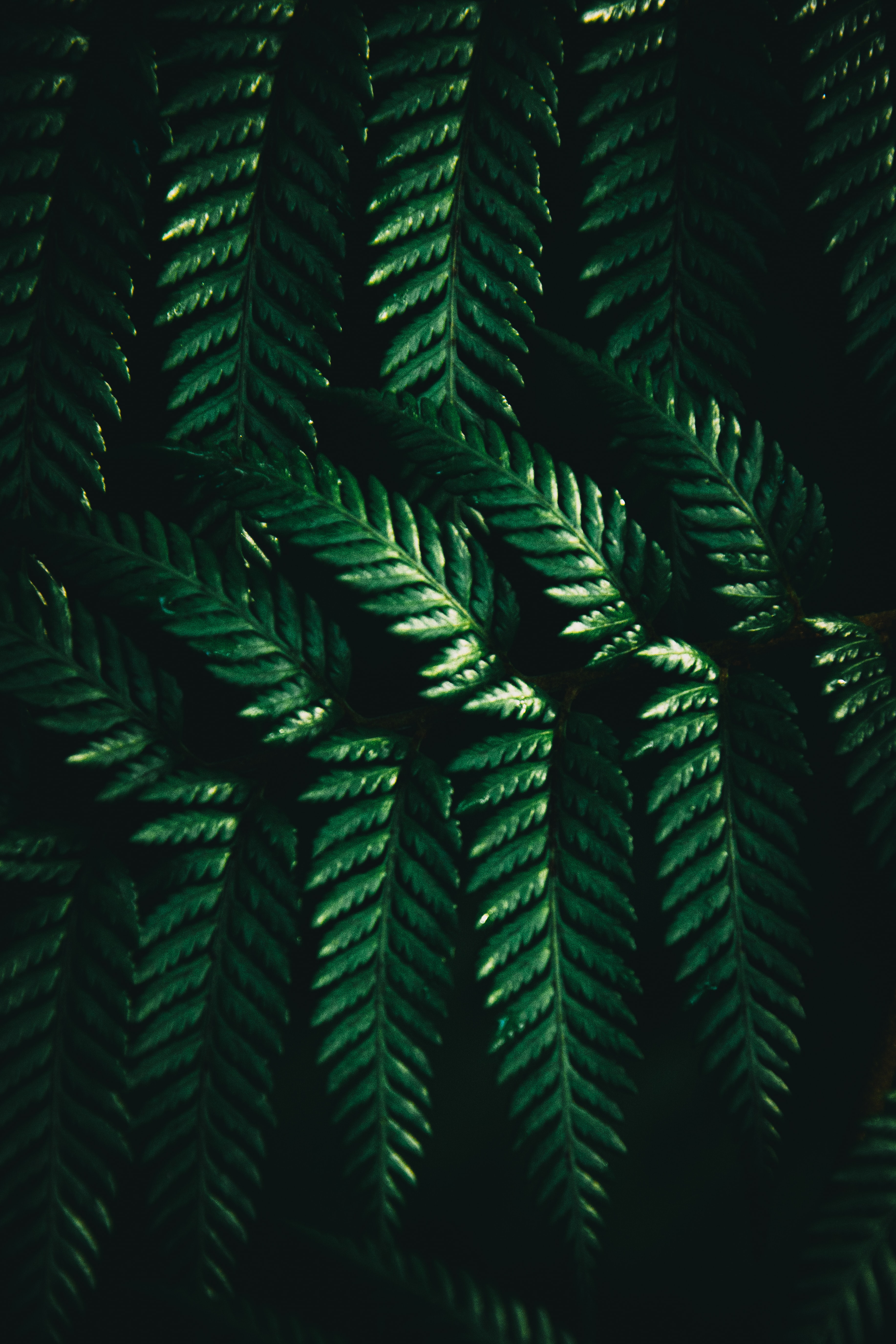 leaves, green, macro, dark, fern Full HD