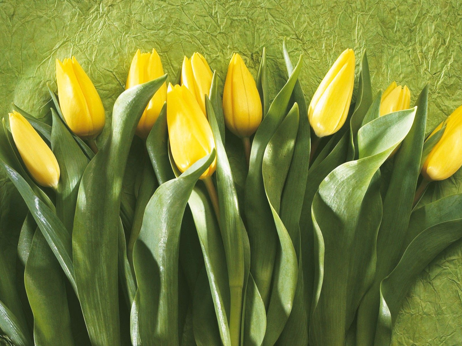 Handy-Wallpaper Blumen, Blätter, Tulpen, Wand, Knospen, Reihe, Zeile kostenlos herunterladen.