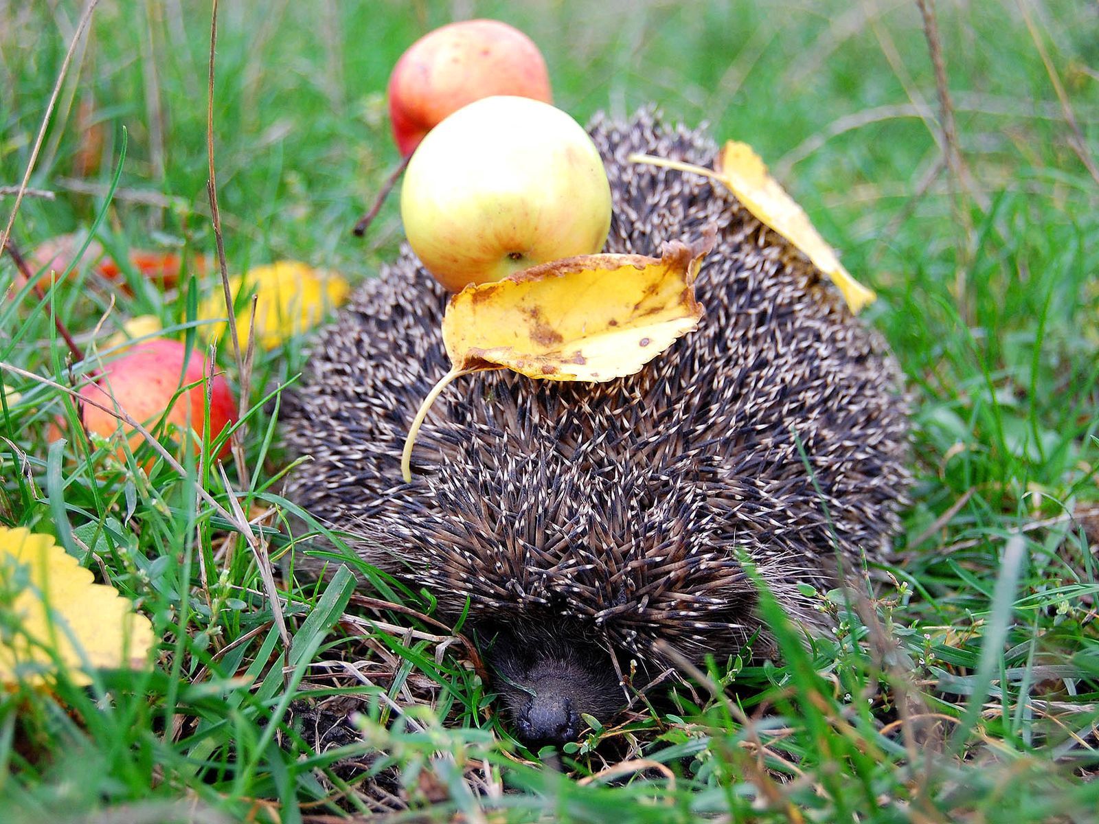animals, leaves, needle, apples, hedgehog