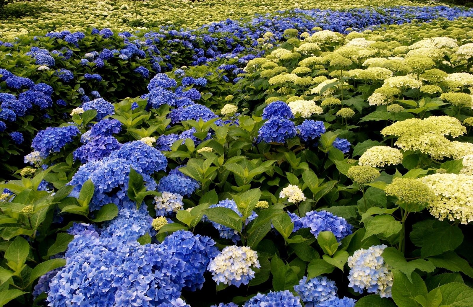 hydrangea, different, flowers, park, bloom, flowering, greens HD wallpaper