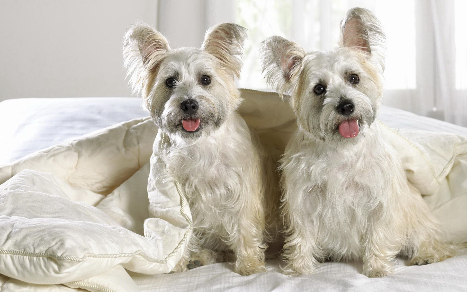 UHD wallpaper blanket, puppies, west highland terrier, pair