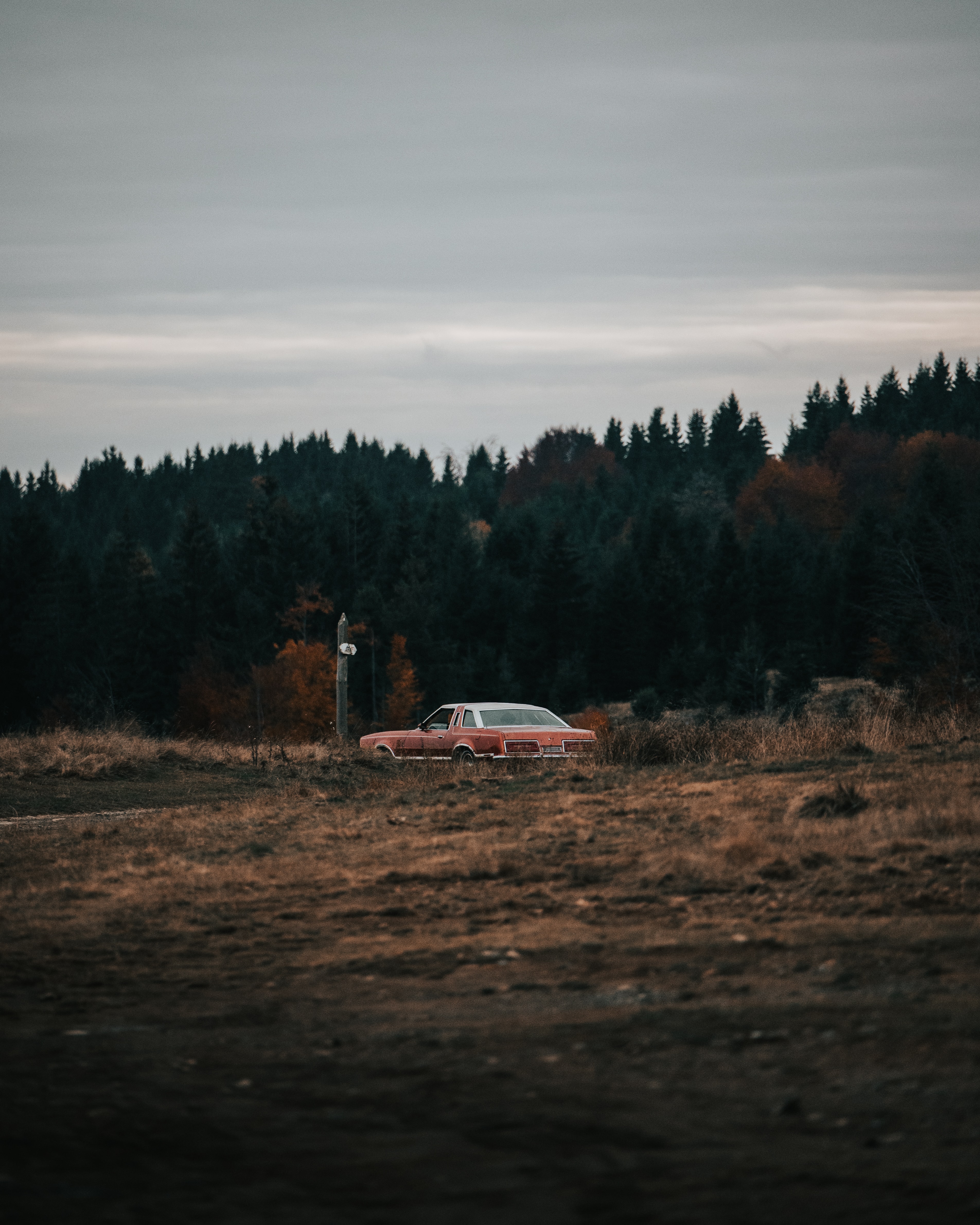 cars, old, nature, forest, car, field cellphone
