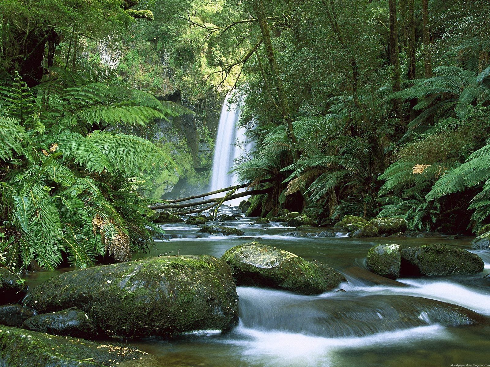 waterfall, fern, australia, greens, stones, nature