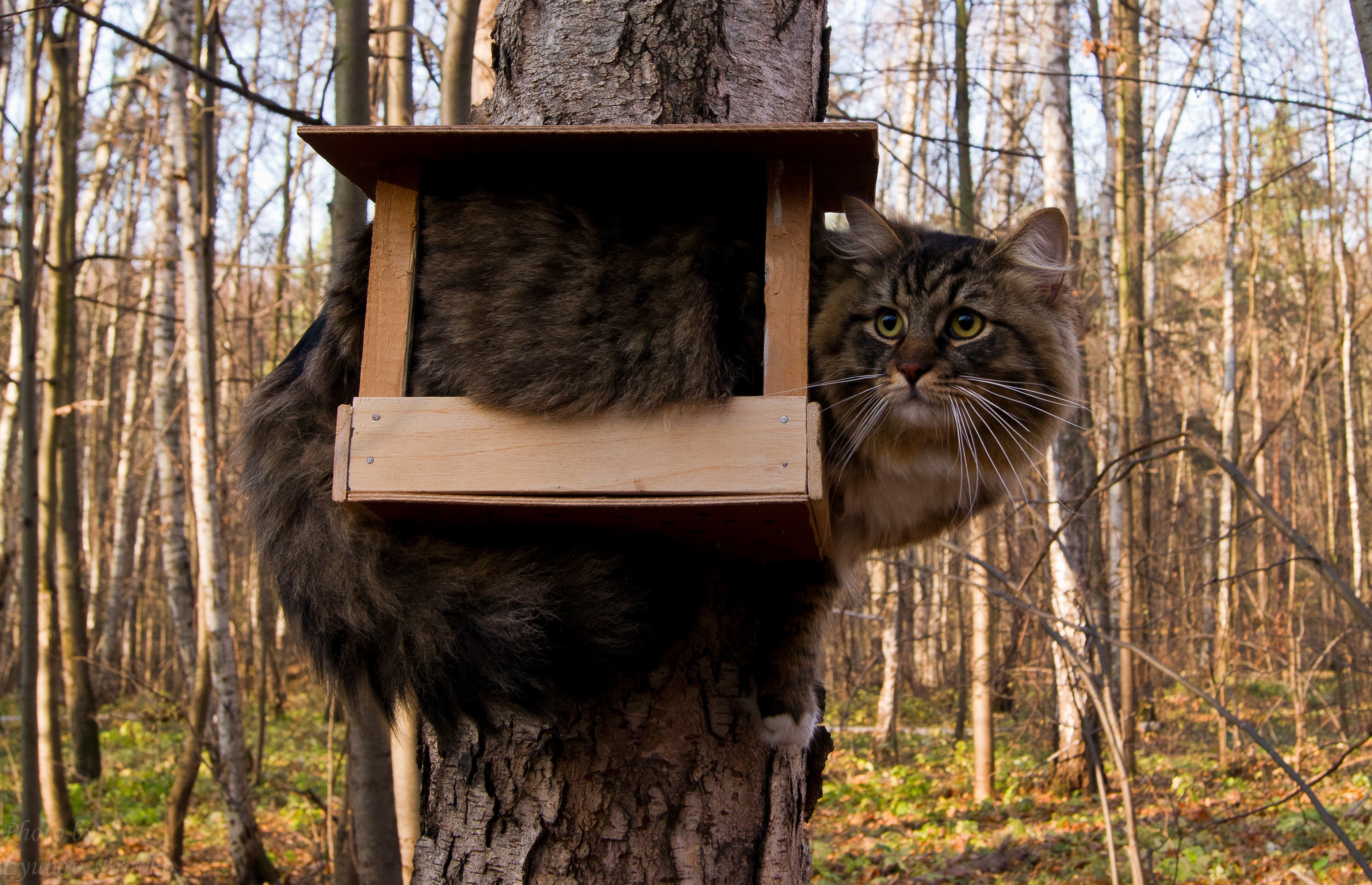 Mobile Wallpaper: Free HD Download [HQ] sit, tree, fluffy, cat