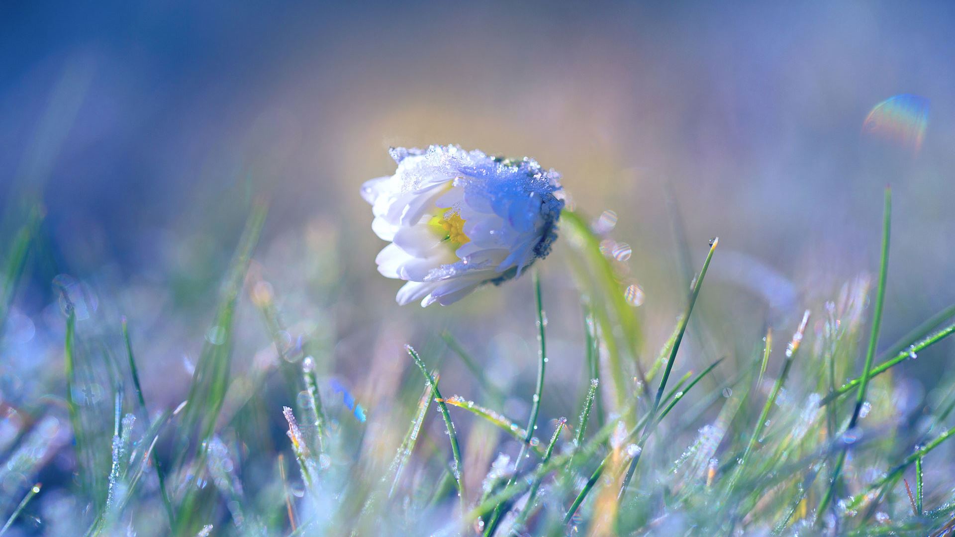chamomile, daisy, flower, spring, grass, flowers, earth UHD