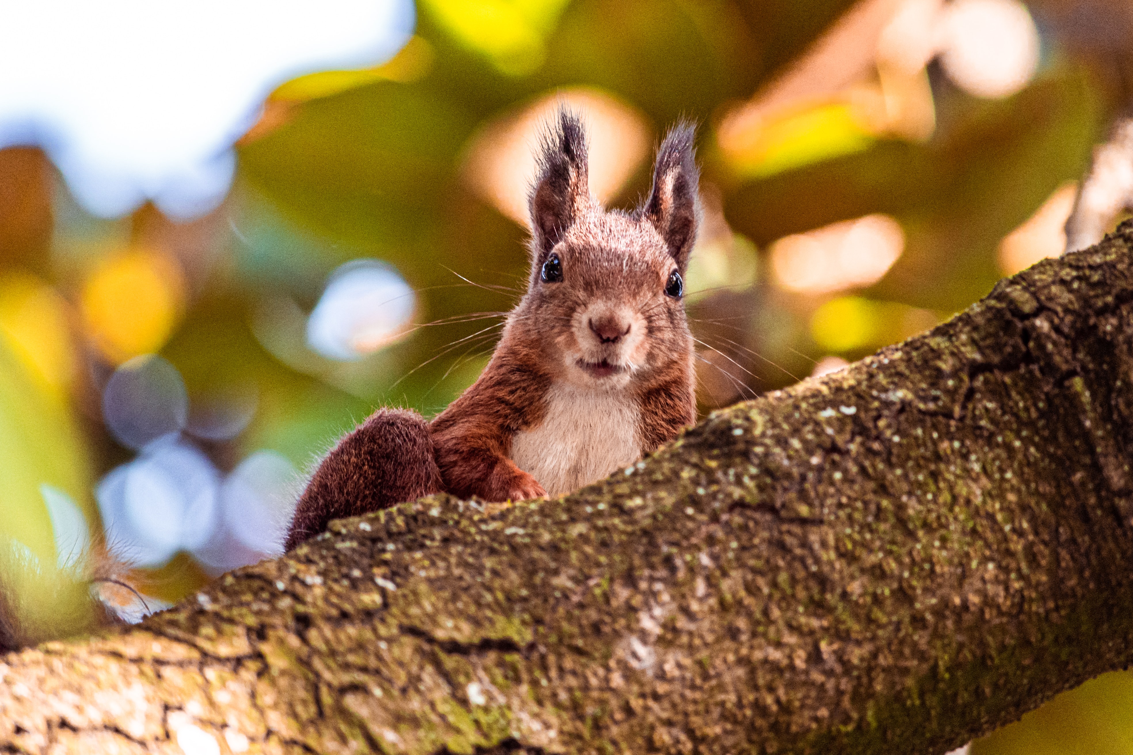 Laden Sie das Eichhörnchen, Tiere, Braun, Sicht, Meinung, Tier-Bild kostenlos auf Ihren PC-Desktop herunter
