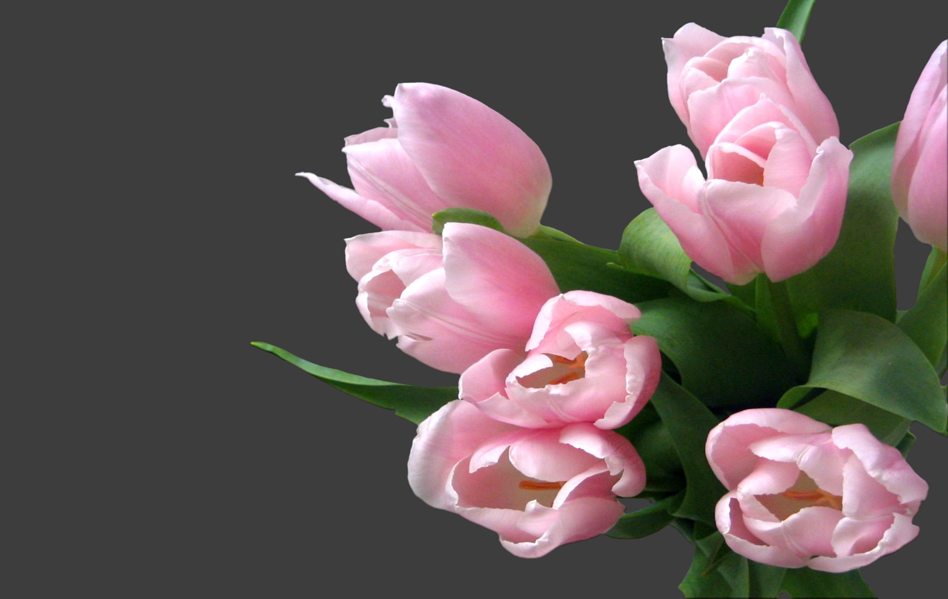 Handy-Wallpaper Tulpen, Blumen, Strauß, Bouquet, Zärtlichkeit kostenlos herunterladen.