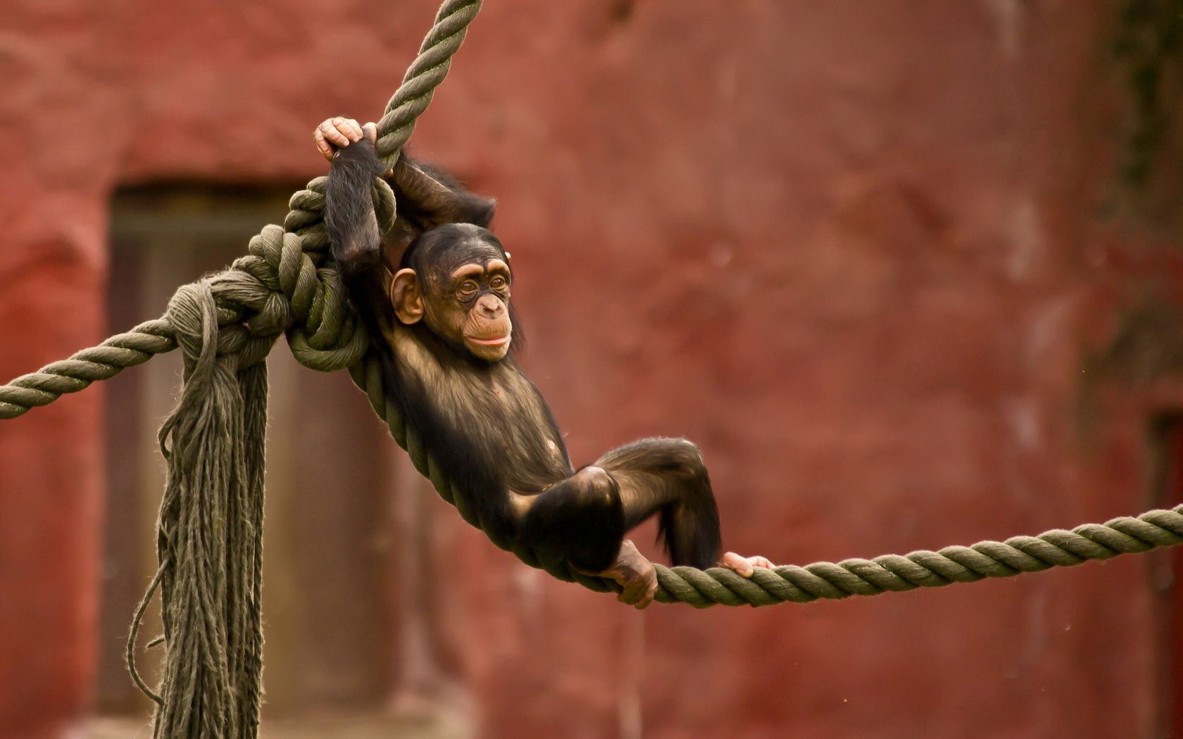 Handy-Wallpaper Tiere, Ein Affe, Affe, Unterhaltung, Seil kostenlos herunterladen.