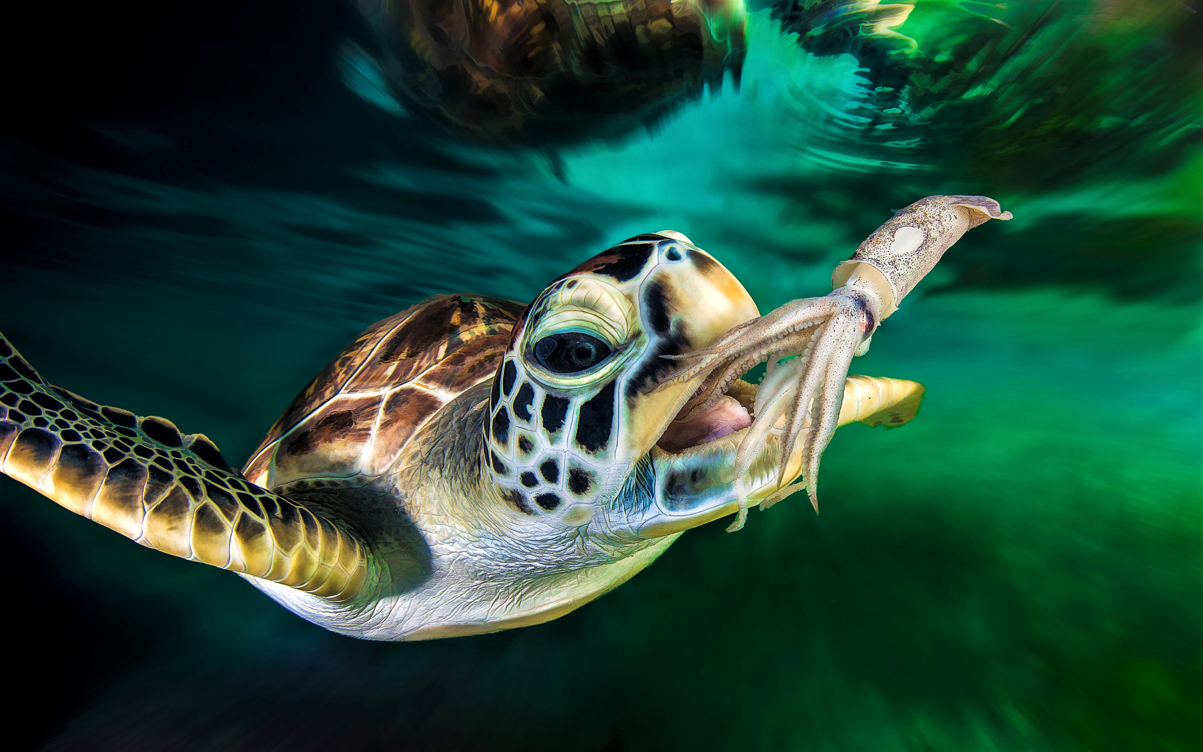 animal, sea turtle, ocean, squid, turtle, turtles
