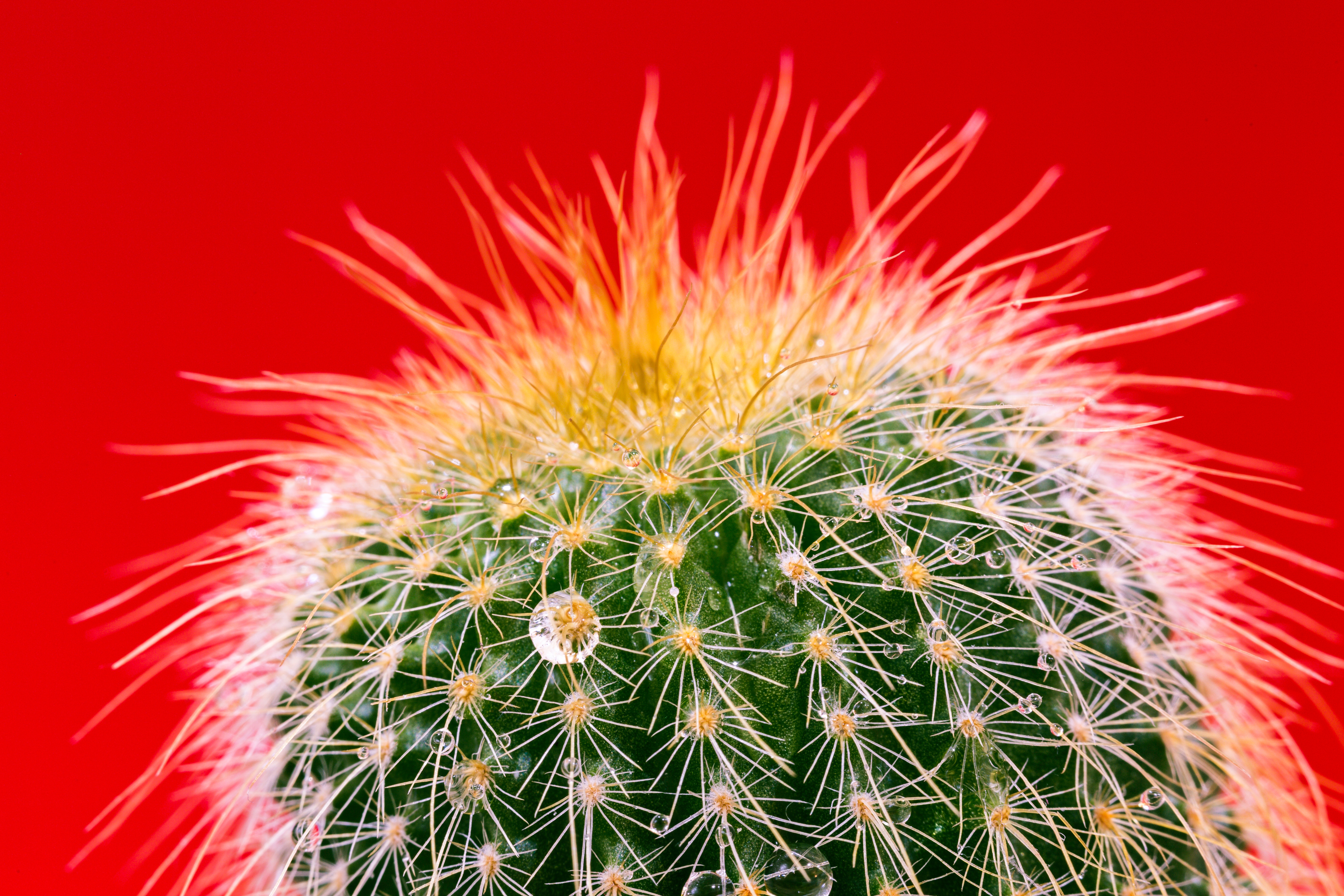 macro, needle, drops, cactus HD wallpaper