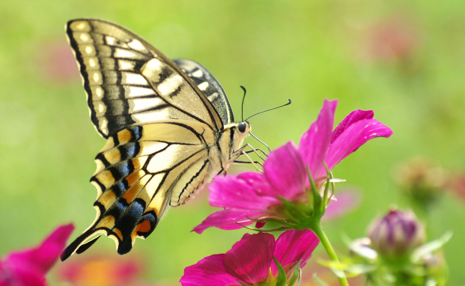 Laden Sie das Farbe, Blumen, Patterns, Makro, Schmetterling-Bild kostenlos auf Ihren PC-Desktop herunter