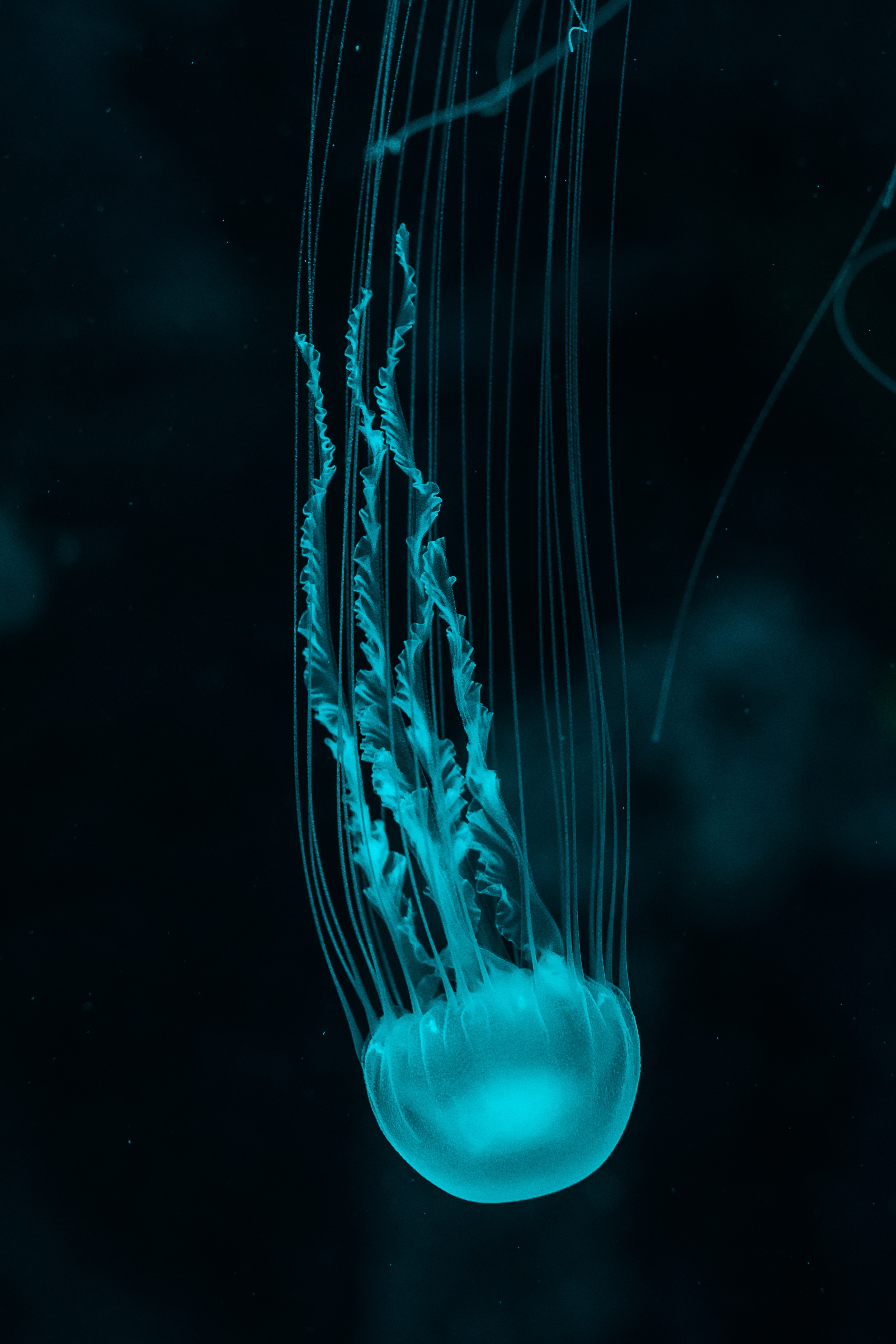 Smartphone Background animals, blue, underwater world, jellyfish