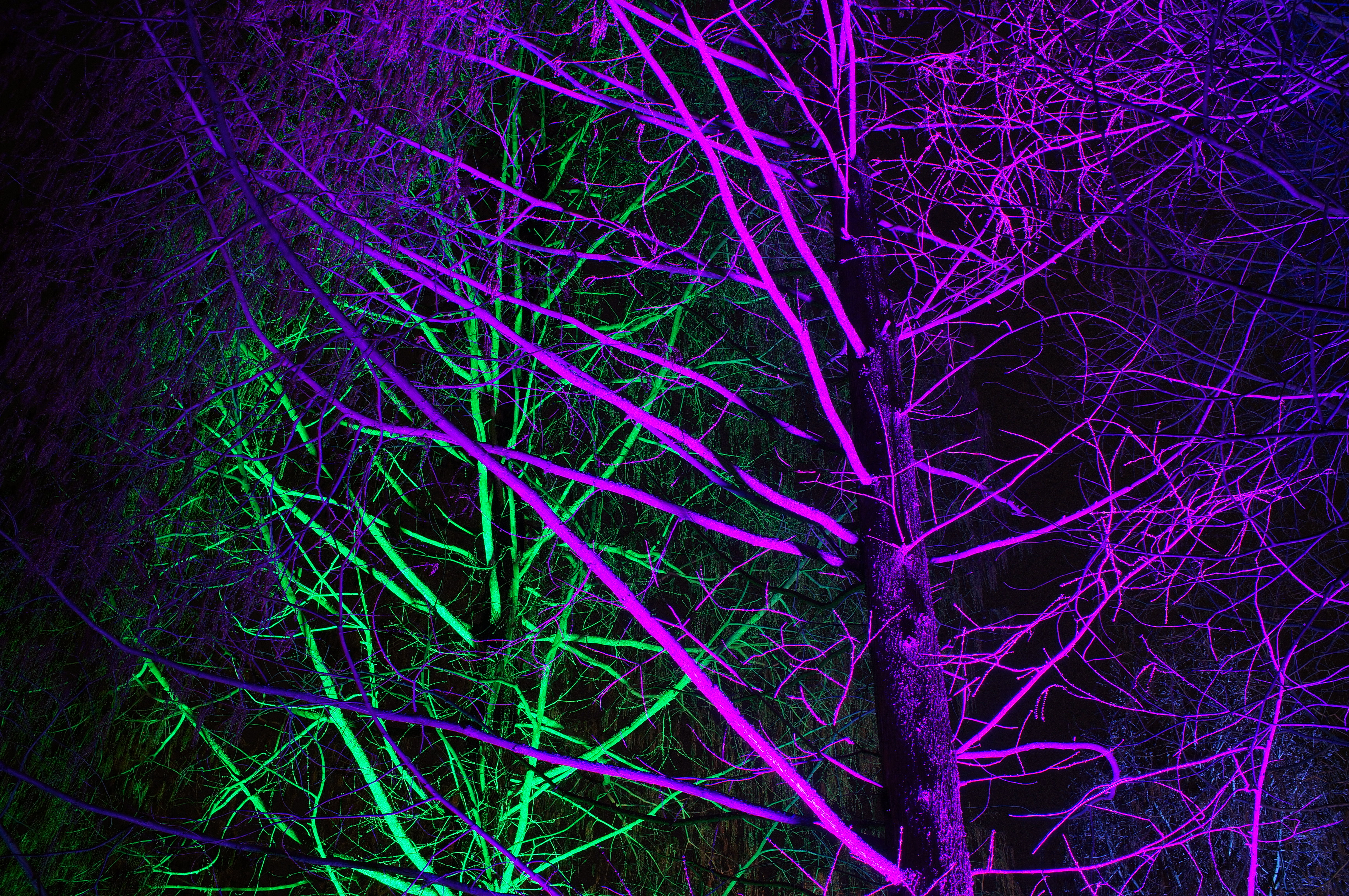backlight, neon, purple, green, trees, violet, dark, illumination 1080p