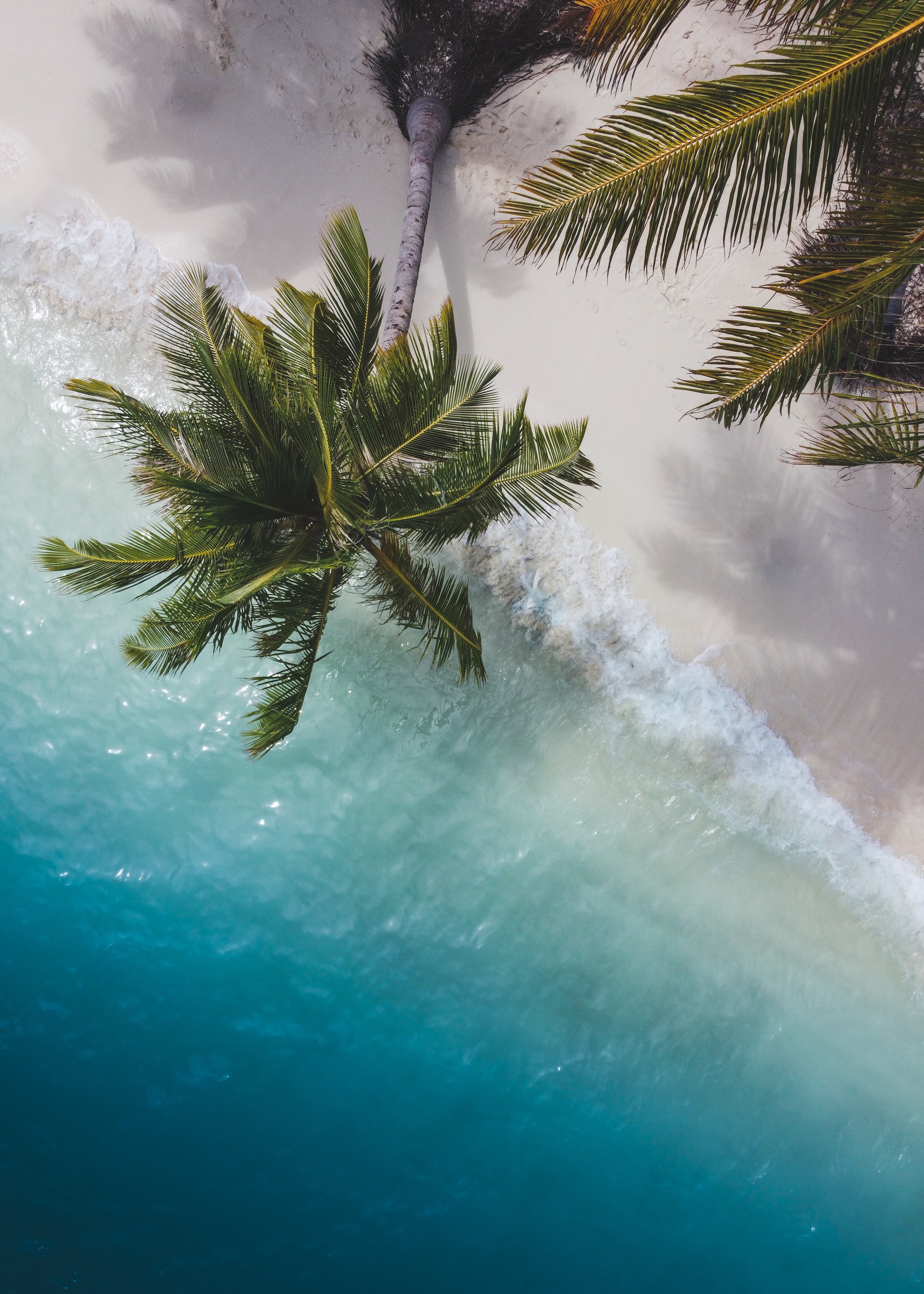 93072 скачать обои пальма, побережье, природа, море, вид сверху, ветки - заставки и картинки бесплатно