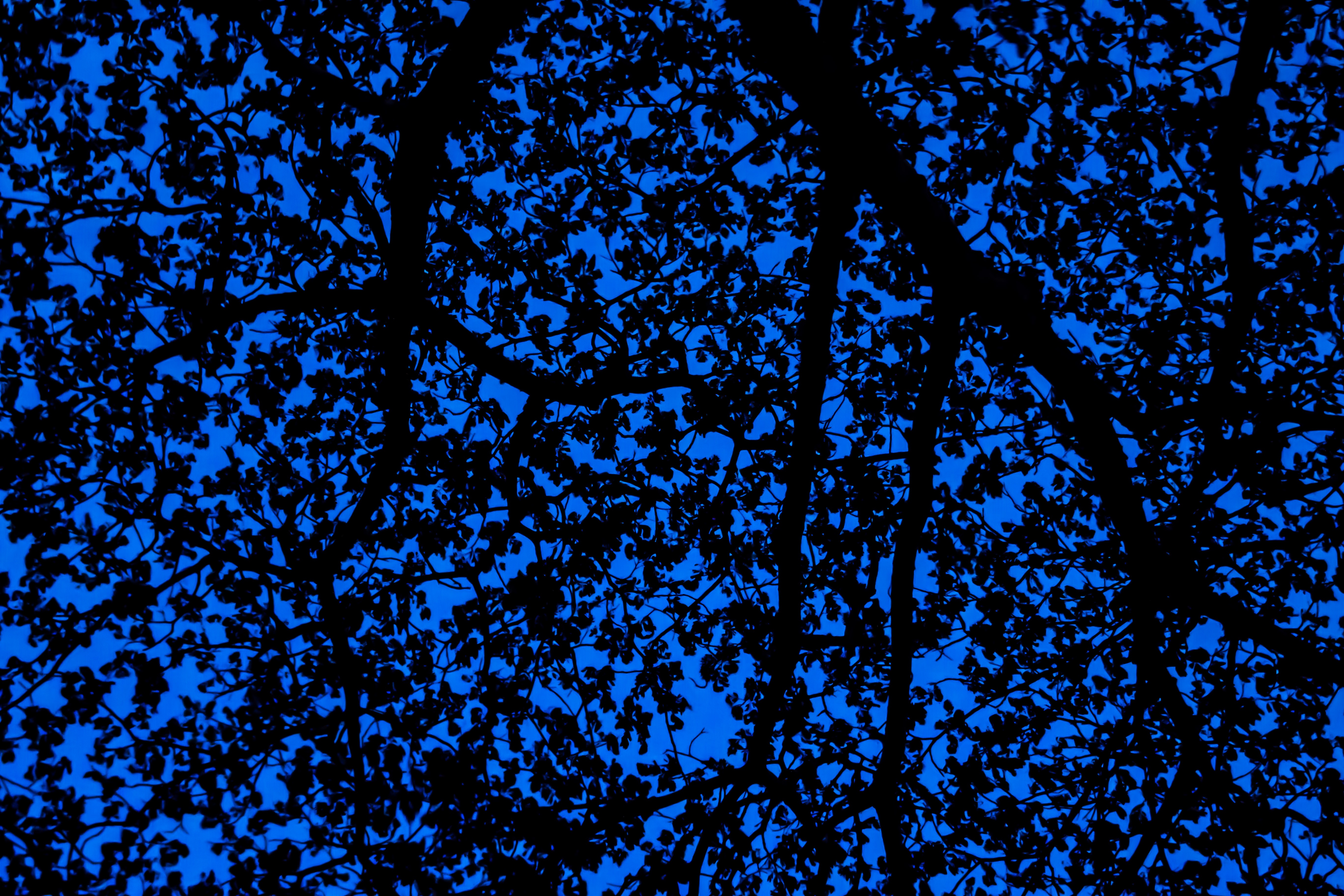 branches, tree, sky, blue Vertical Wallpapers