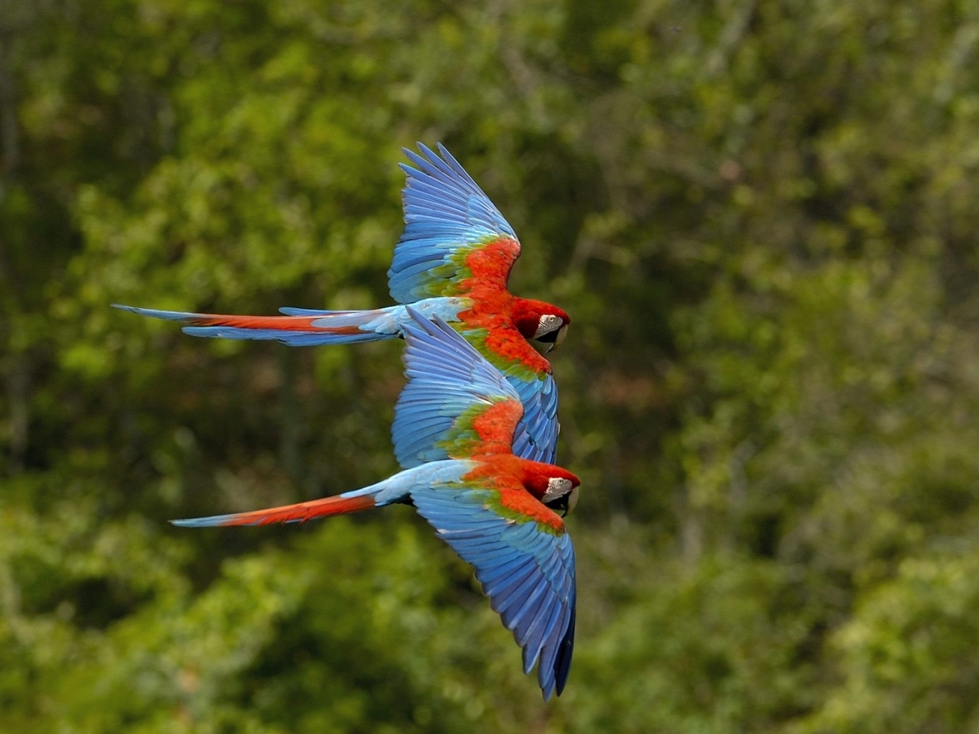 44270 Bild herunterladen papageien, tiere, vögel - Hintergrundbilder und Bildschirmschoner kostenlos