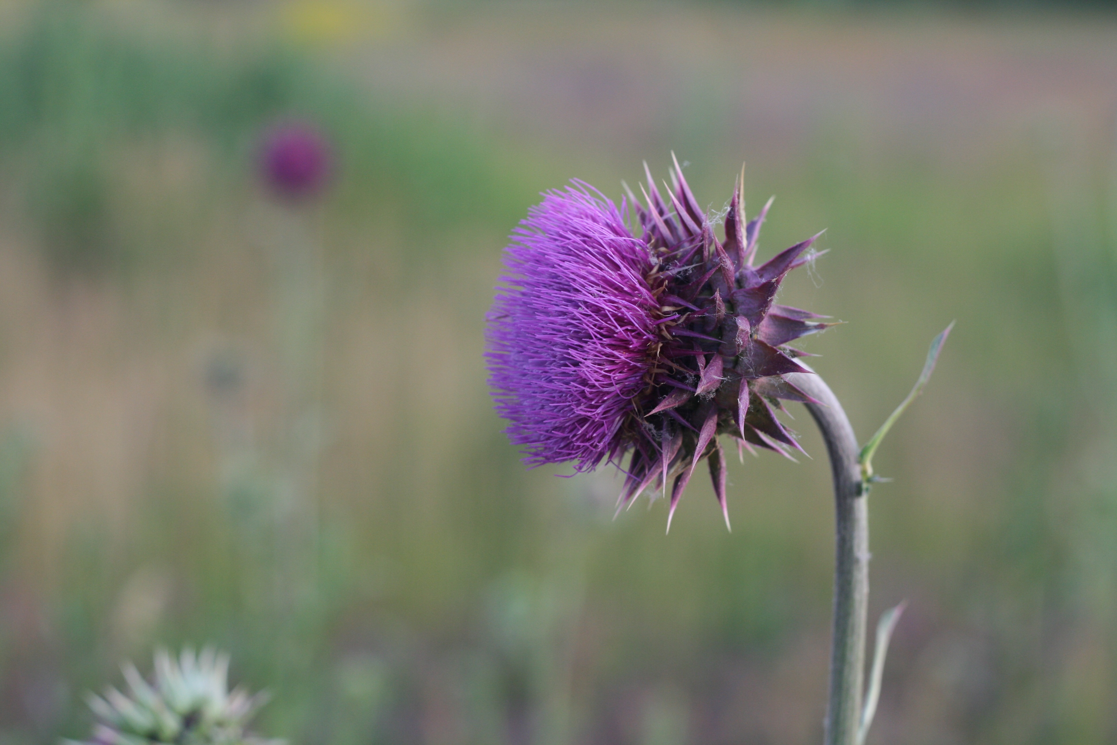 1920 x 1080 Pictures thistle, flower, stem, grass