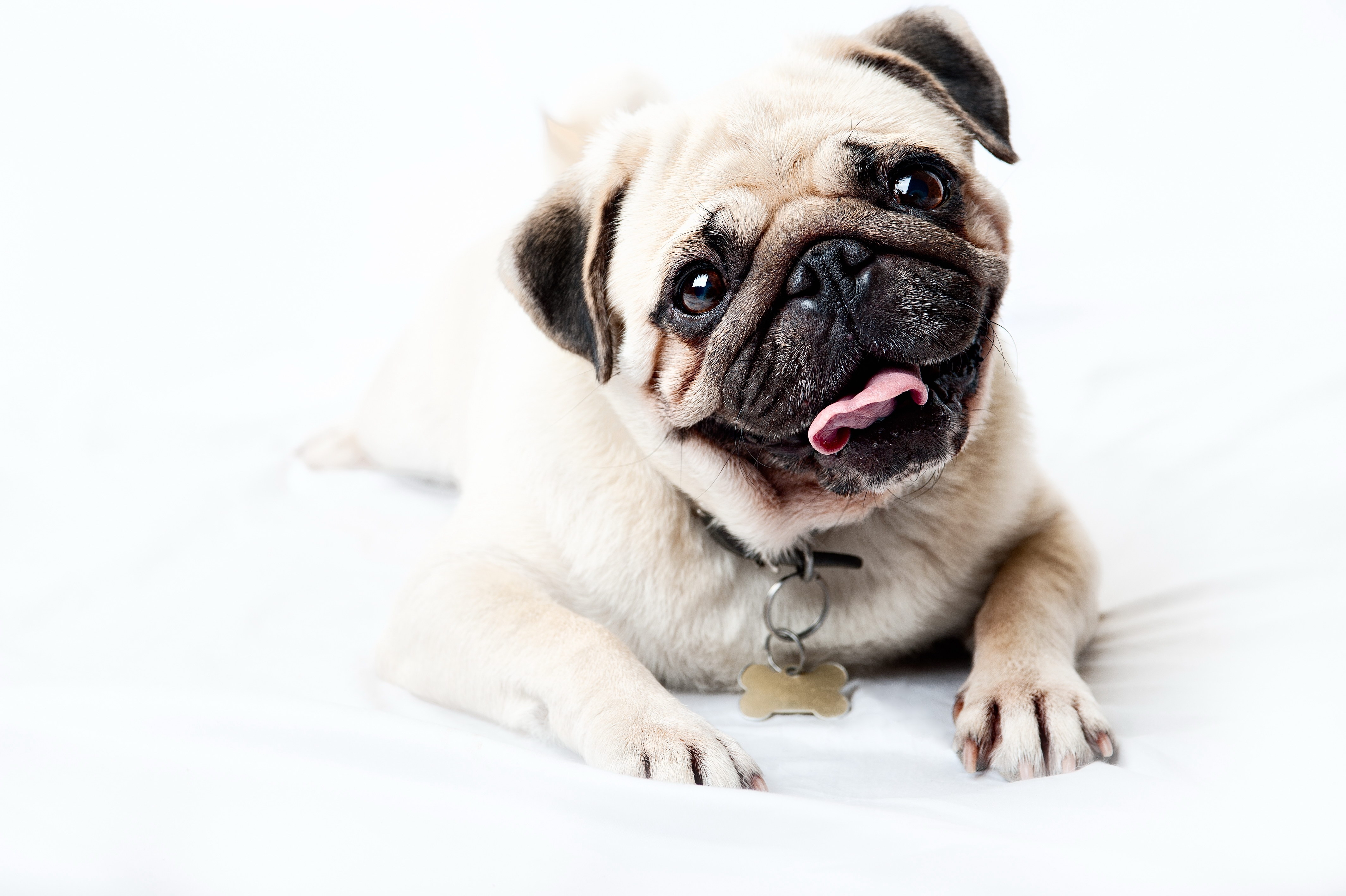 68895 download wallpaper puppy, muzzle, animals, sight, opinion, pug, satisfied, content screensavers and pictures for free