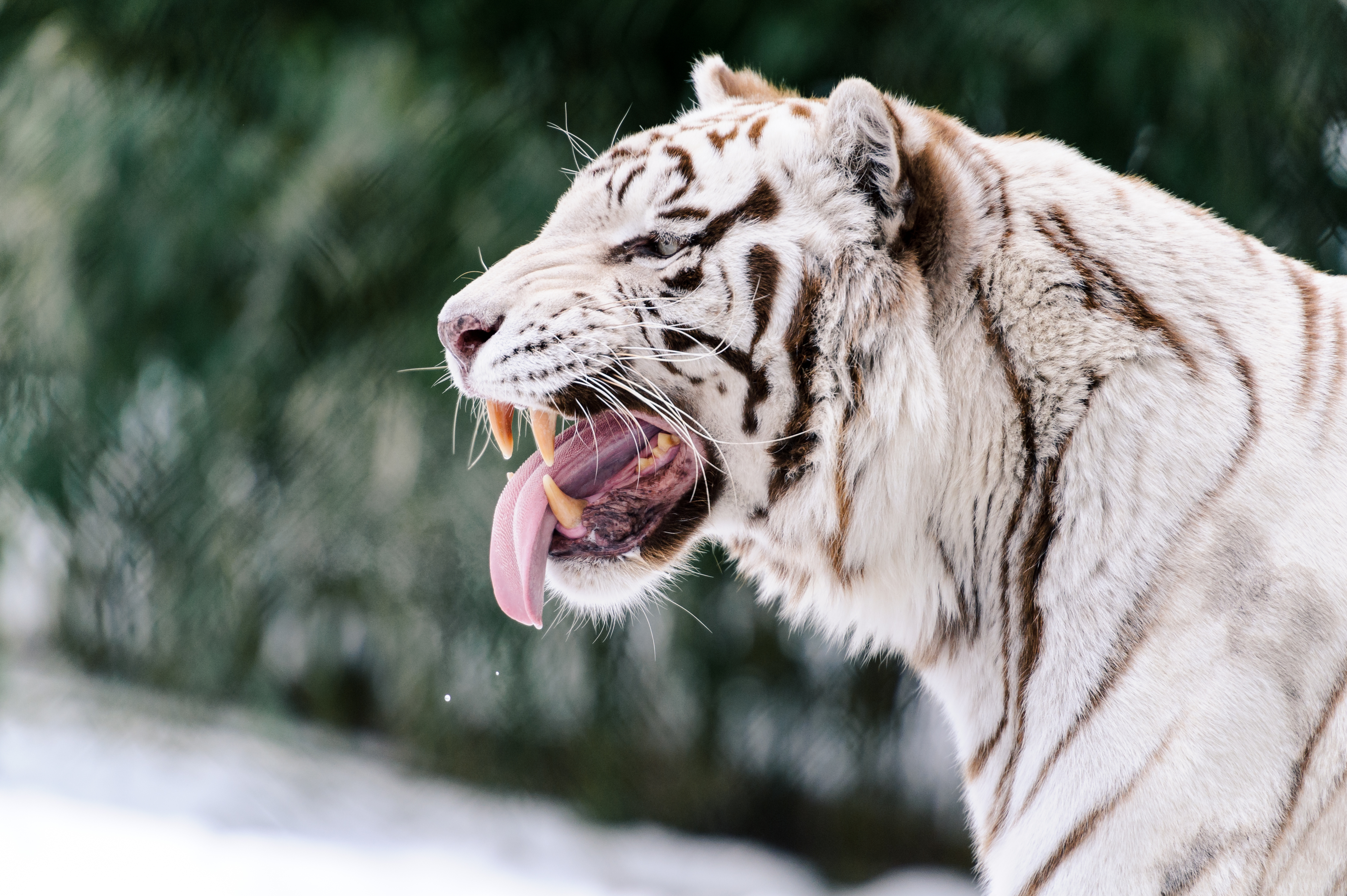 108844 скачать обои хищник, животные, оскал, высунутый язык, белый тигр - заставки и картинки бесплатно
