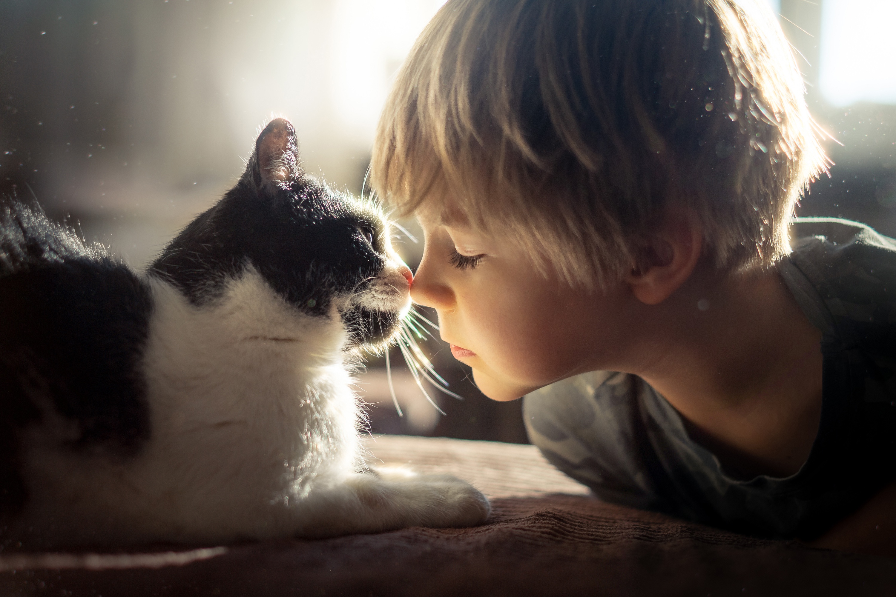 HD desktop wallpaper: Love, Cat, Child, Photography, Little Boy download  free picture #974608