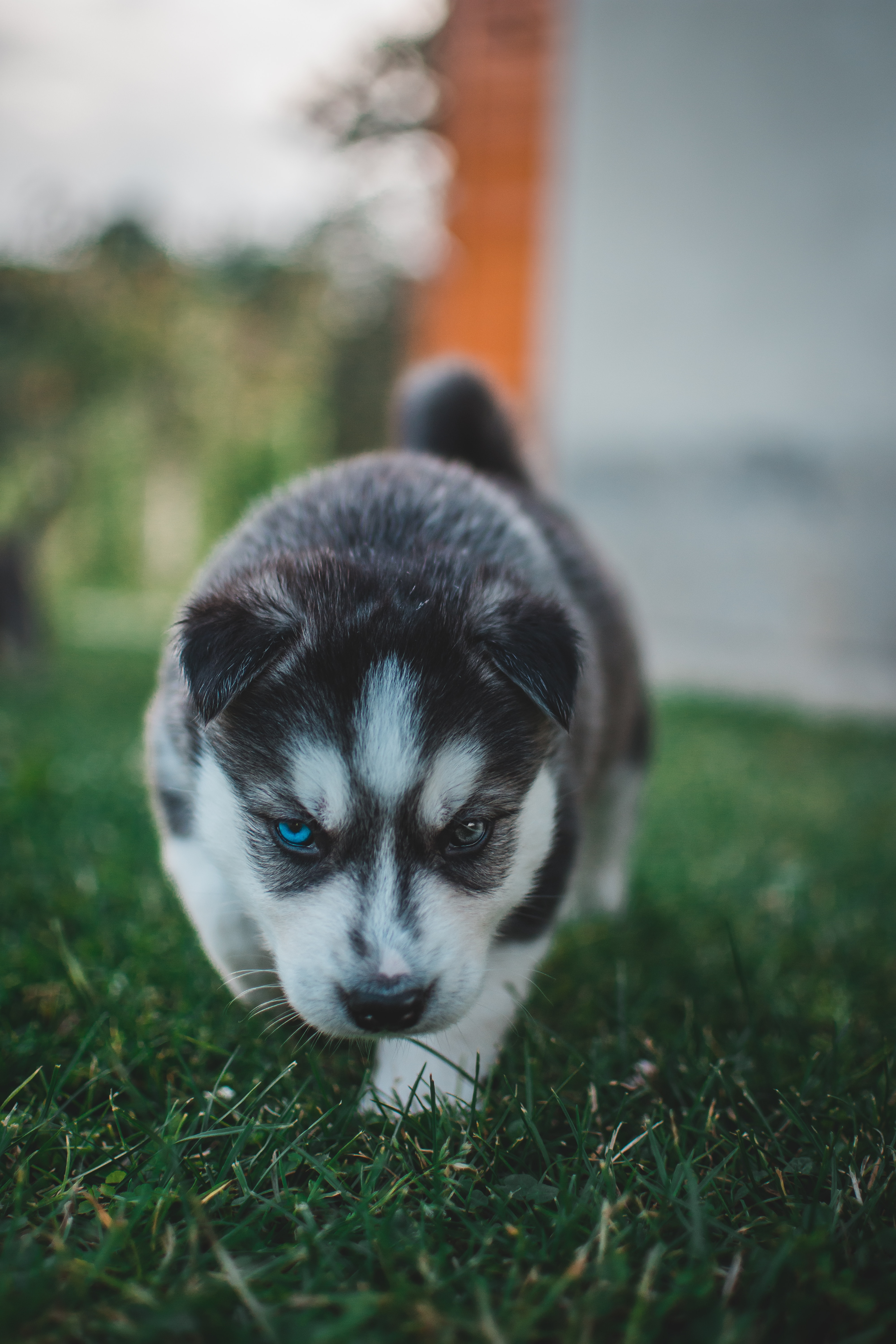 Smartphone Background puppy, heterochromia, sweetheart, husky
