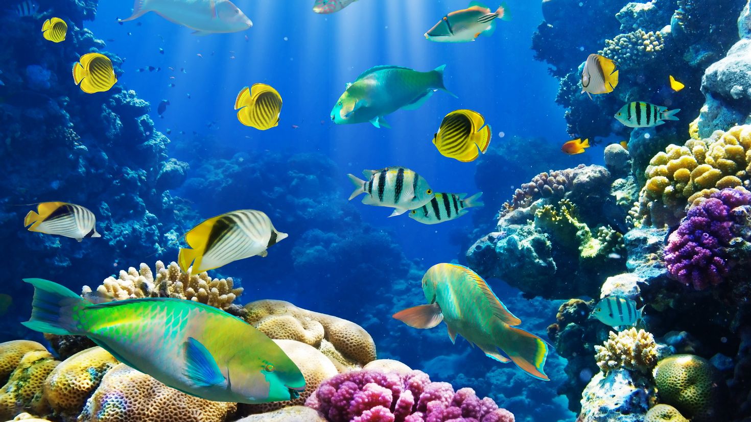 Завантажити шпалери на робочий стіл ПК: Корали, Тварини, Риби, Море ...