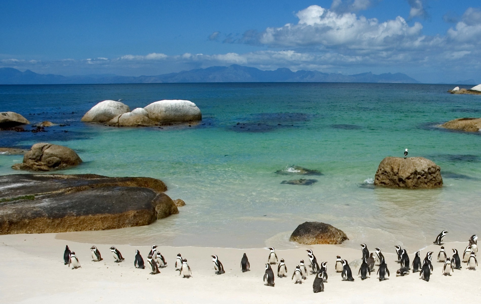 Handy-Wallpaper Tiere, Pinguins, Stones, Sky, Sea, Sand, Ufer, Bank, Ozean kostenlos herunterladen.