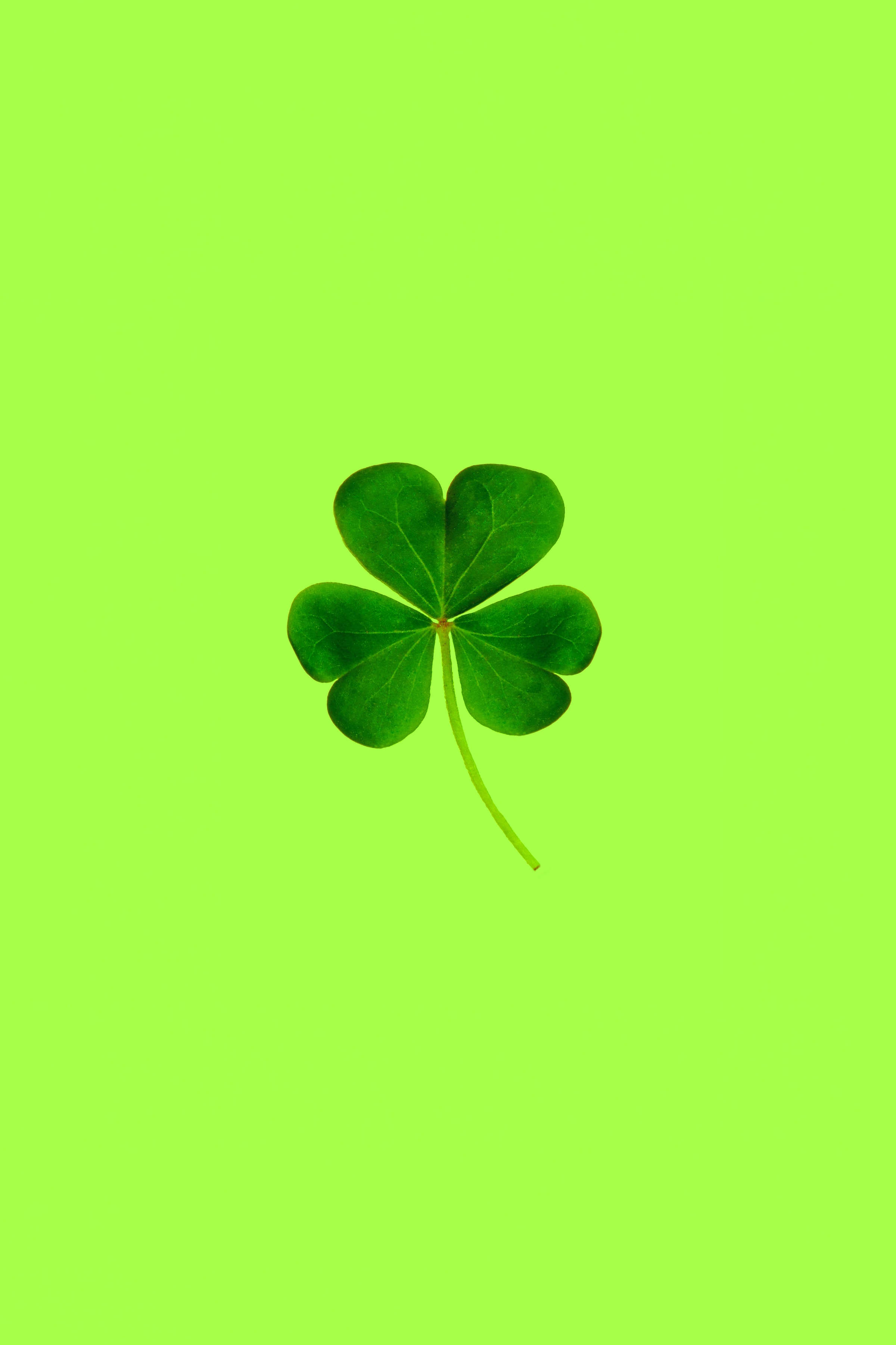macro, minimalism, leaflet, green, clover wallpapers for tablet