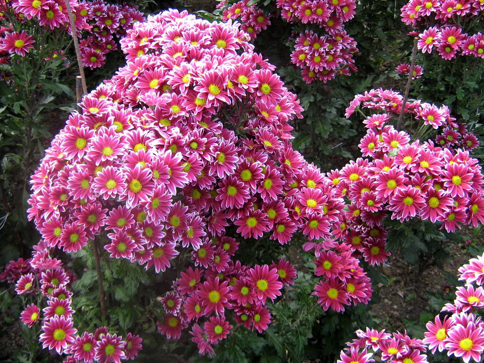 greens, flowers, garden Chrysanthemum Cellphone FHD pic