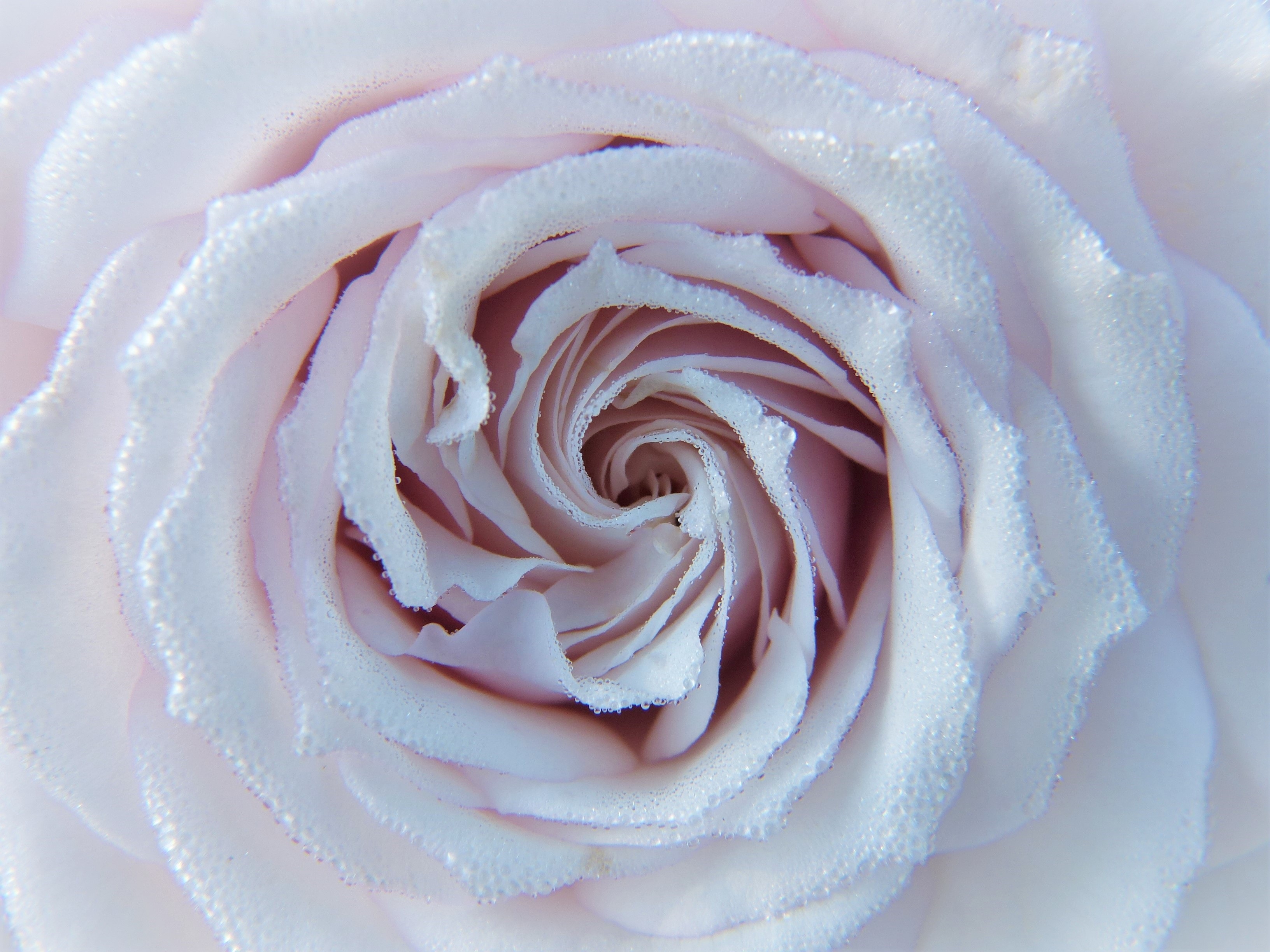 drops, macro, rose flower, rose, close-up, tenderness iphone wallpaper