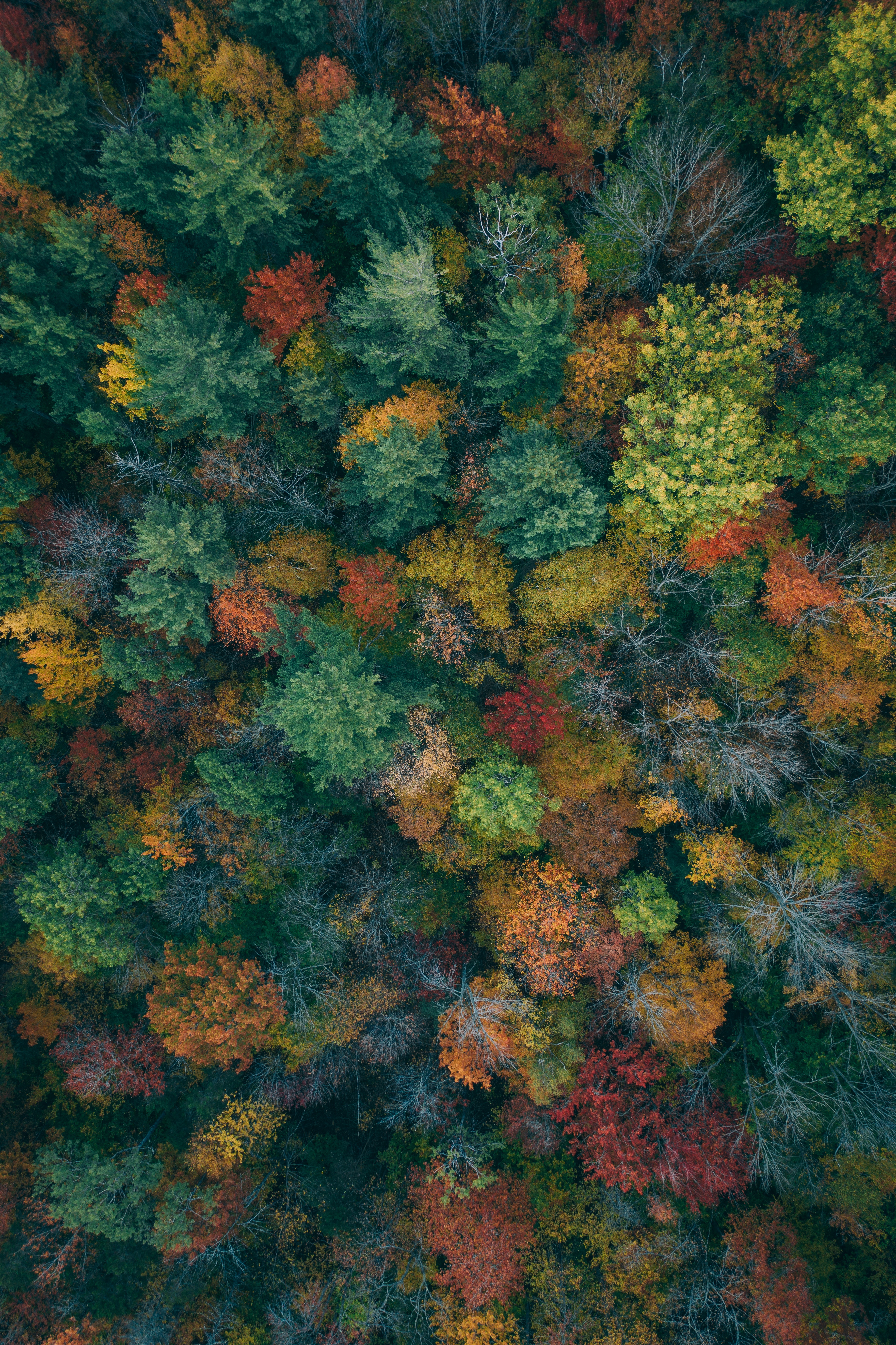 colorful, forest, nature, autumn paints, autumn colors, autumn, trees, view from above, colourful wallpaper for mobile