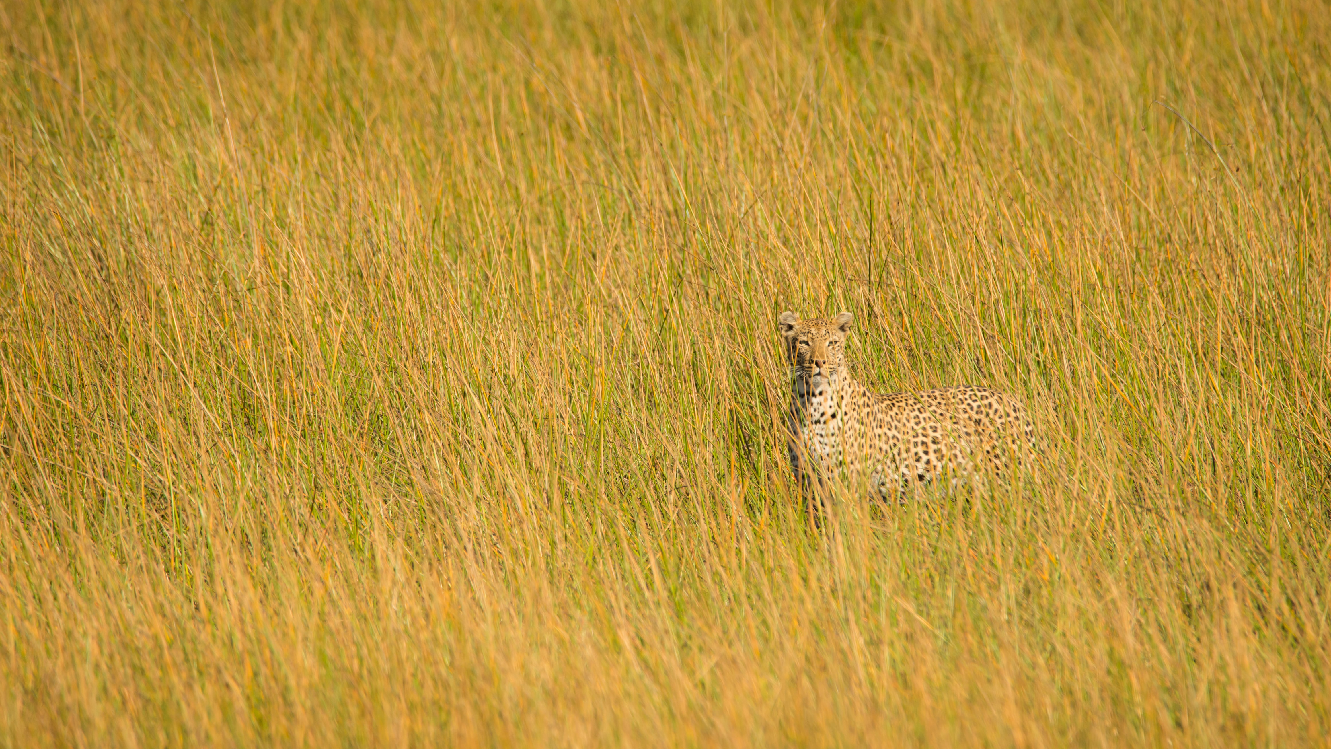 animals, grass, leopard, predator, big cat, sight, opinion Full HD