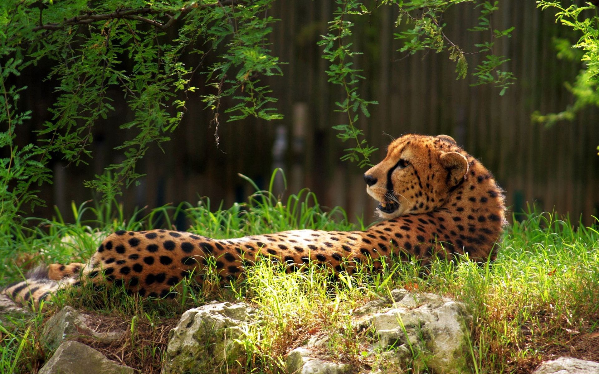 cheetah, grass, animals, spotty Free HD pic